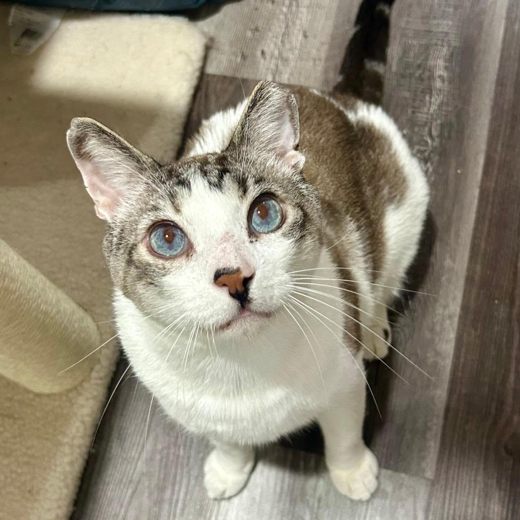 Arlo, a Adoptable Siamese in Fort Lauderdale, FL image 6/6