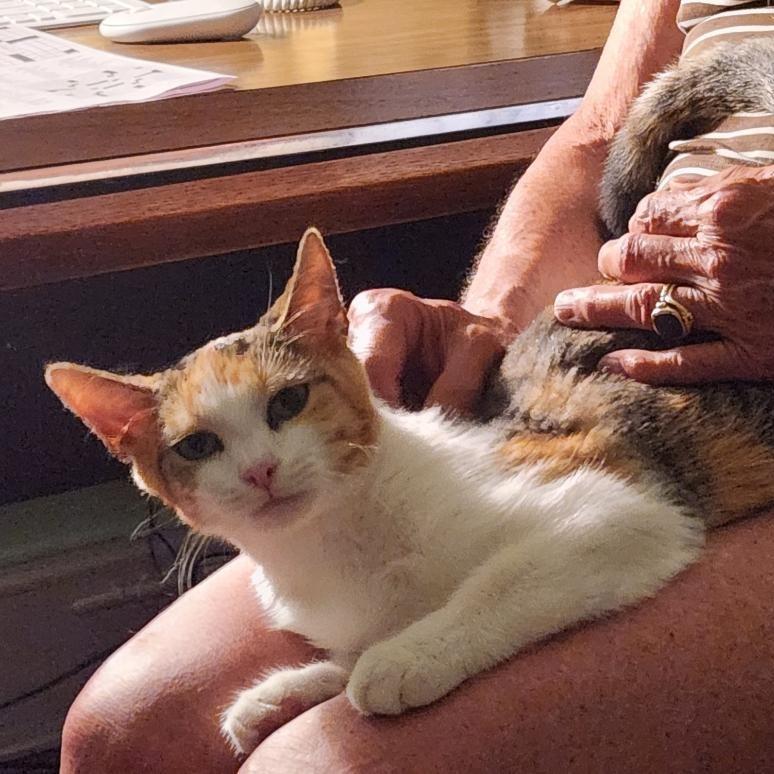 Enlarge Holly Wallace, a Adoptable Domestic Short Hair in Merrifield, VA image 1/5