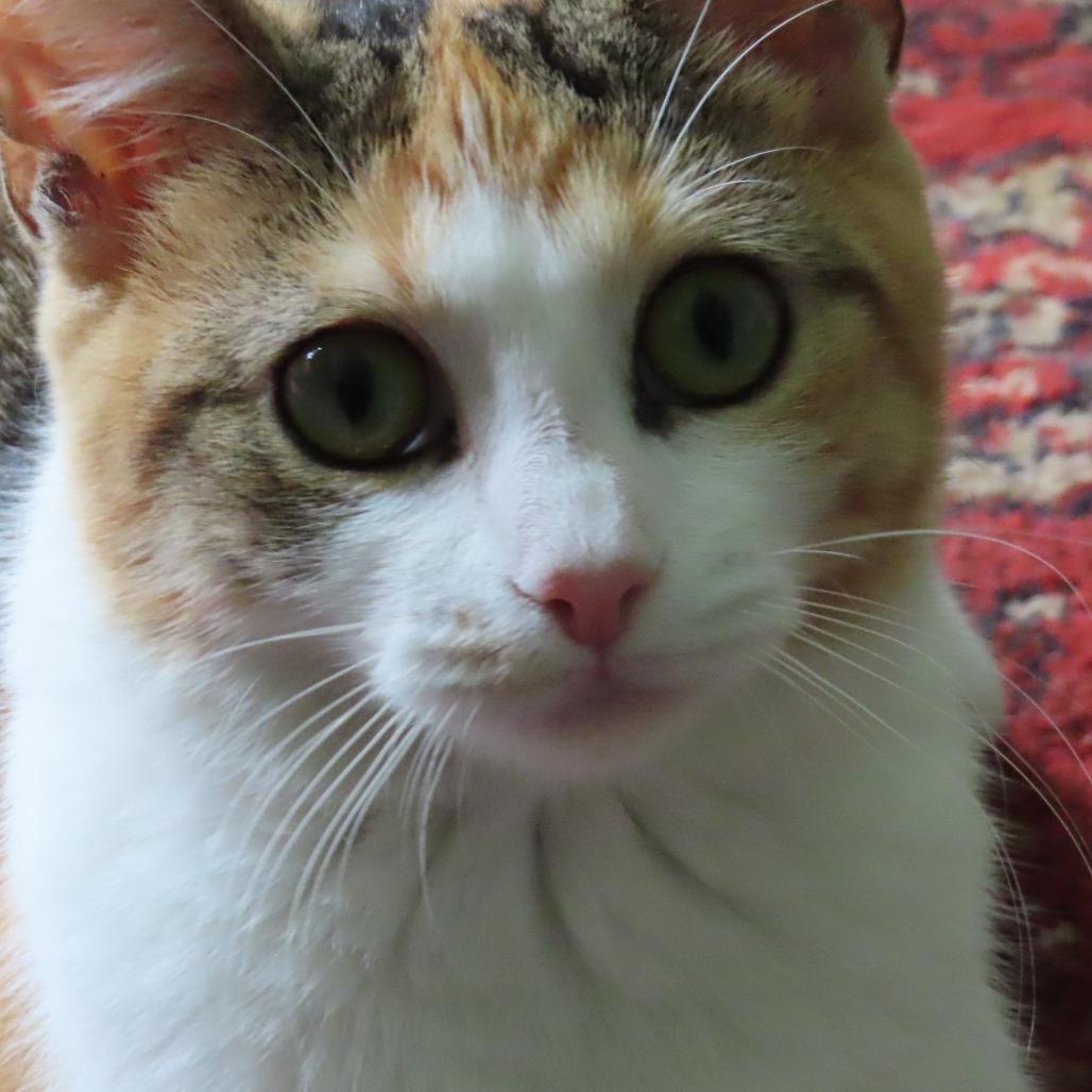 Enlarge Holly Wallace, a Adoptable Domestic Short Hair in Merrifield, VA image 2/5