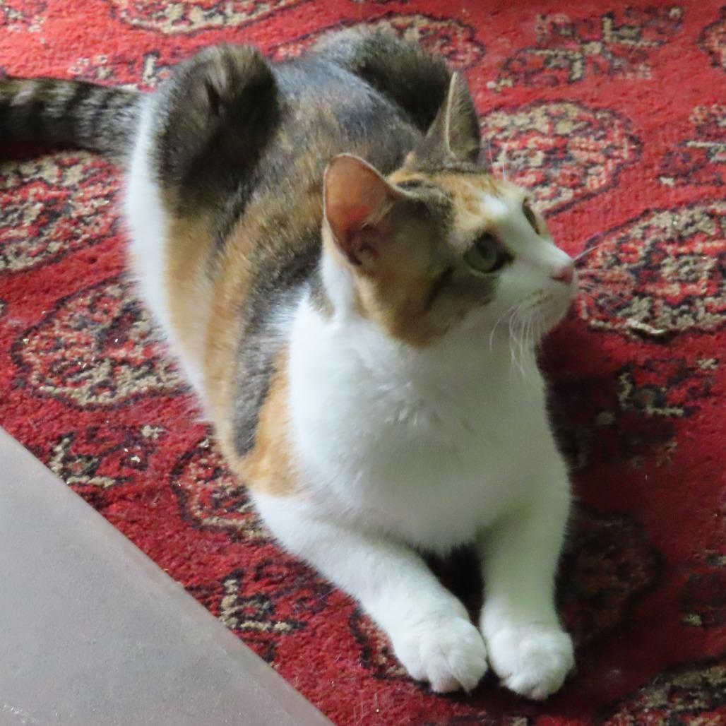 Enlarge Holly Wallace, a Adoptable Domestic Short Hair in Merrifield, VA image 3/5