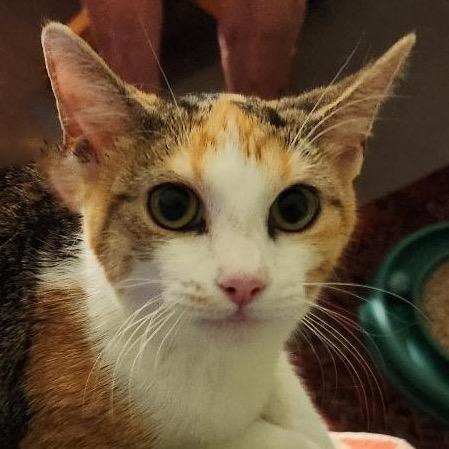 Enlarge Holly Wallace, a Adoptable Domestic Short Hair in Merrifield, VA image 4/5