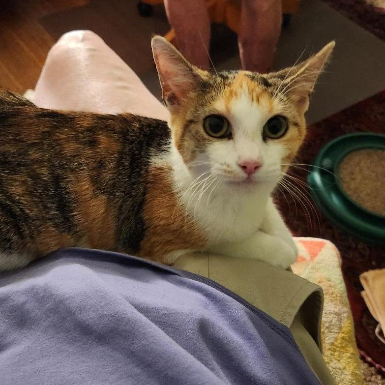 Enlarge Holly Wallace, a Adoptable Domestic Short Hair in Merrifield, VA image 5/5