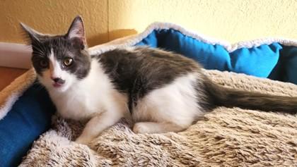 Cora, ADOPTABLE, Young Female Domestic Short Hair.