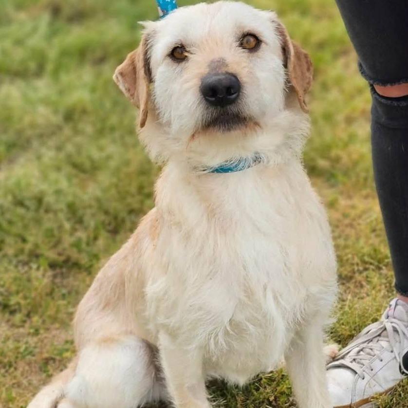 Bruce, Adoptable, Adult Male Terrier.