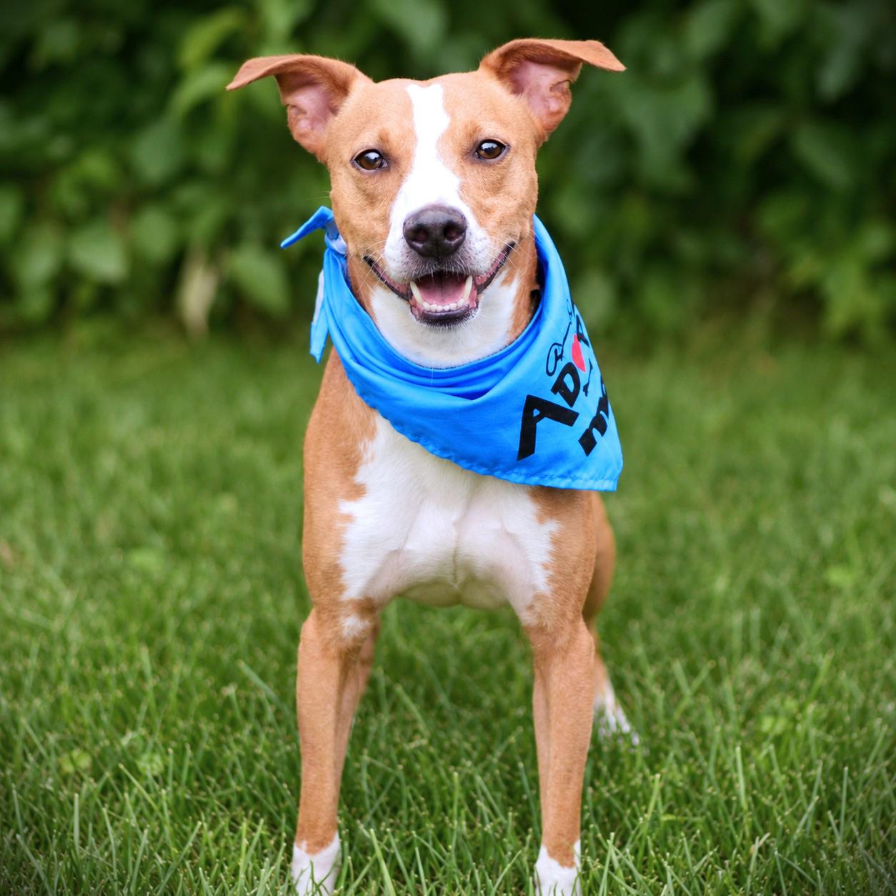 Enlarge Jay, an adoptable mixed breed in Amsterdam, NY image 2/3