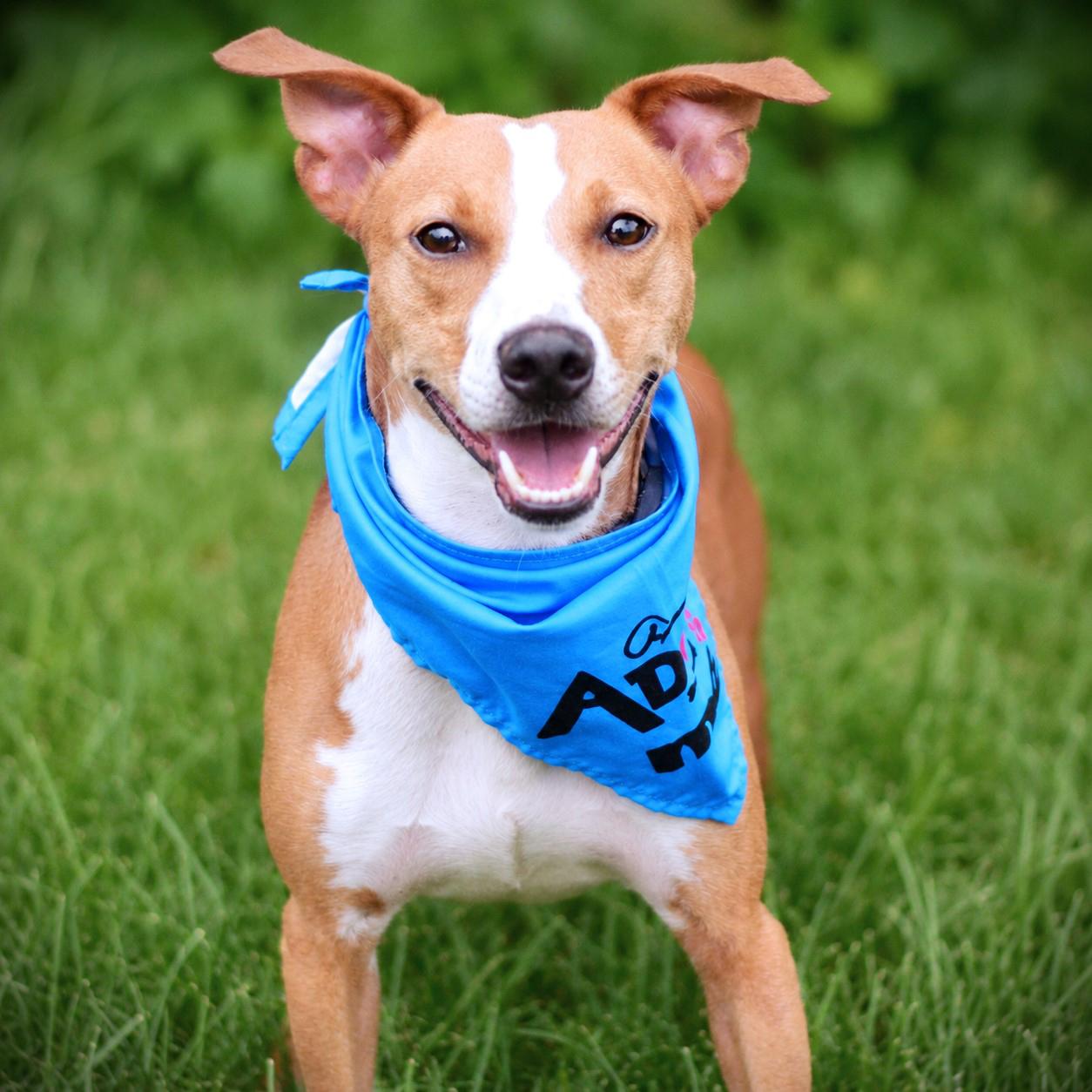 Jay, adoptable, Adult Male Feist.