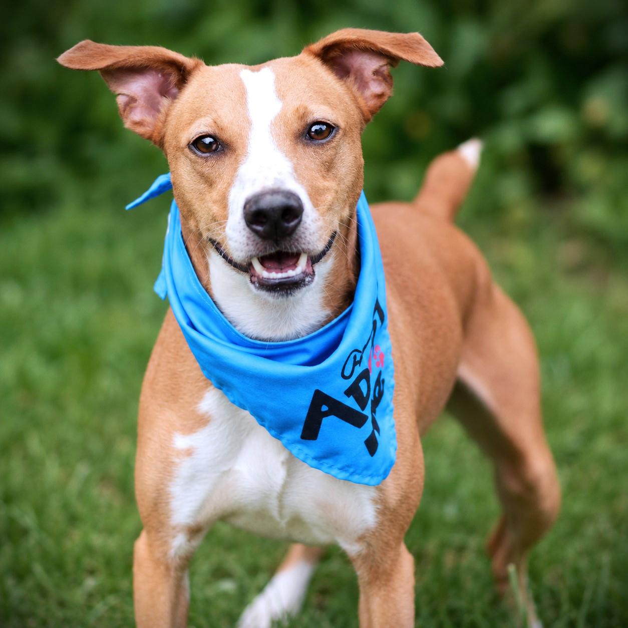 Enlarge Jay, an adoptable mixed breed in Amsterdam, NY image 3/3