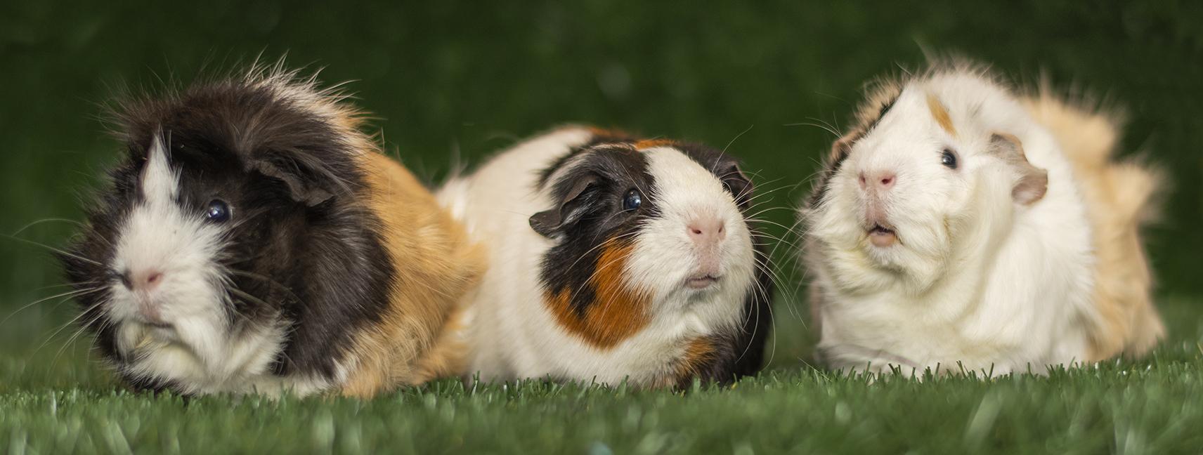 Enlarge Cookie, Monster & Pepper, a ADOPTABLE mixed breed in Chicago, IL image 1/6