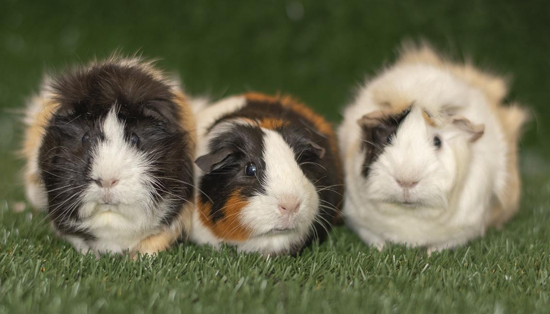 Enlarge Cookie, Monster & Pepper, a ADOPTABLE mixed breed in Chicago, IL image 2/6