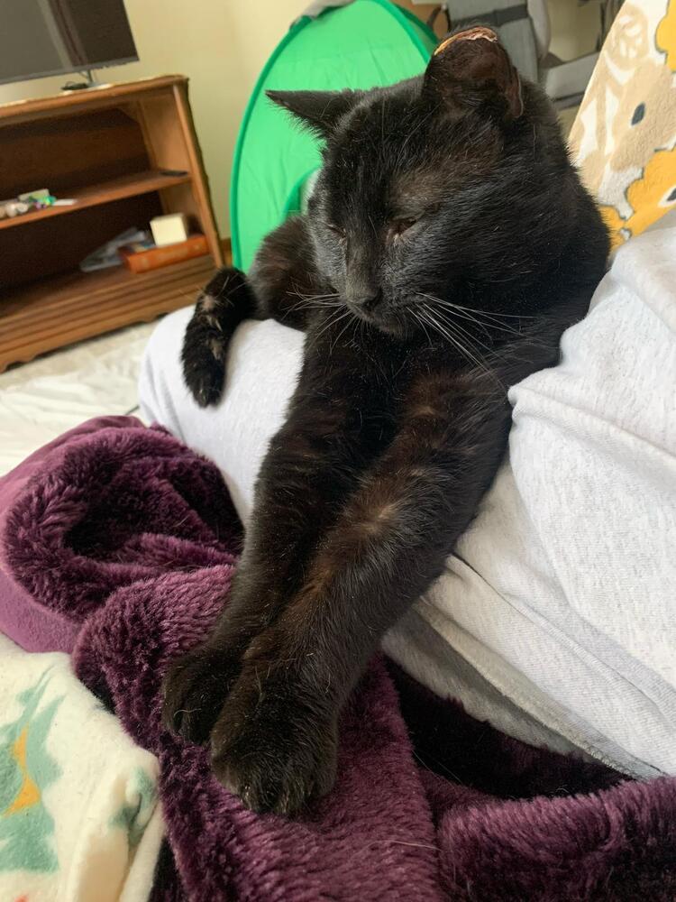 Enlarge Eddie, a Adoptable Domestic Short Hair in Oak Park, MI image 1/1