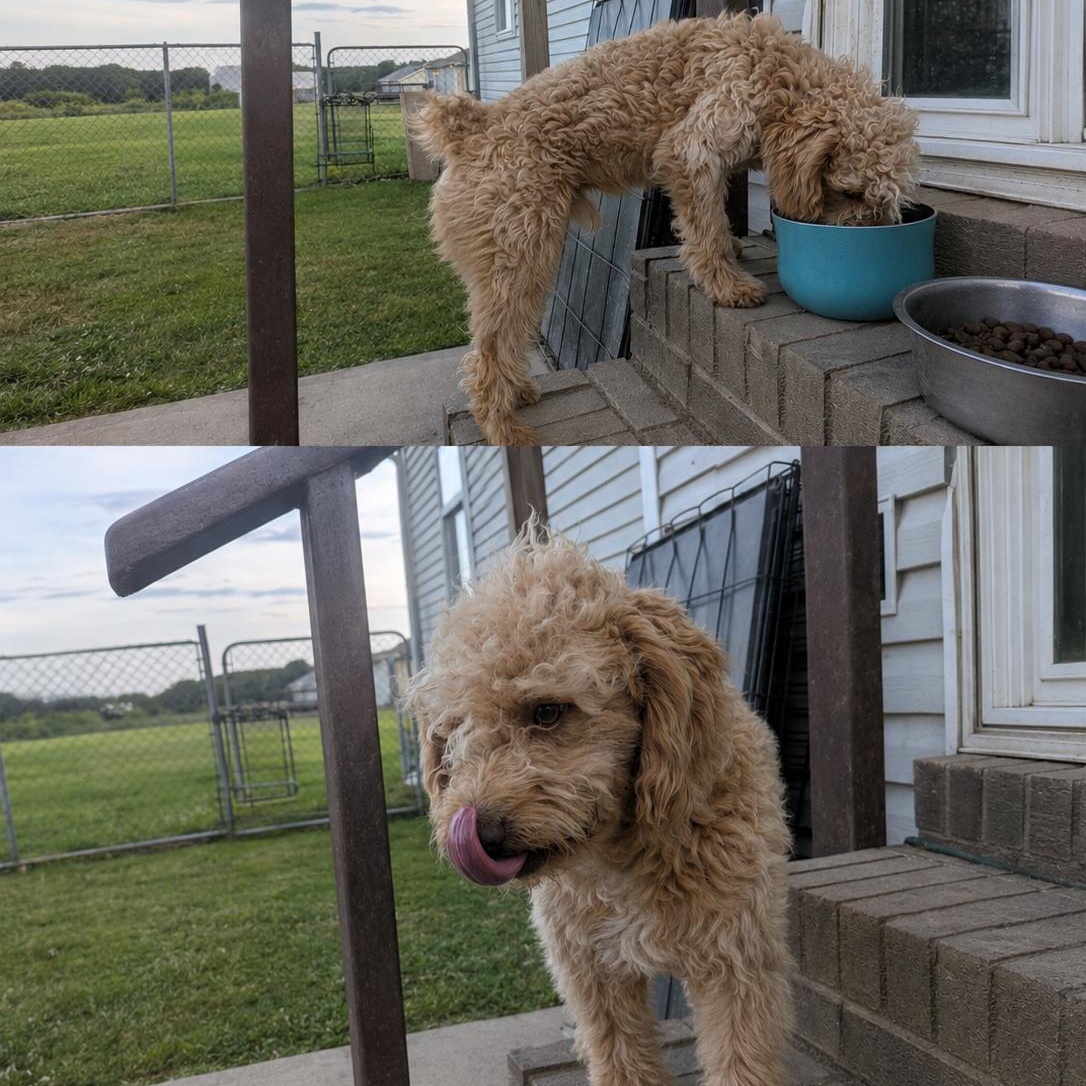 Enlarge Prince, an adopted Goldendoodle in Brentwood, TN image 1/1