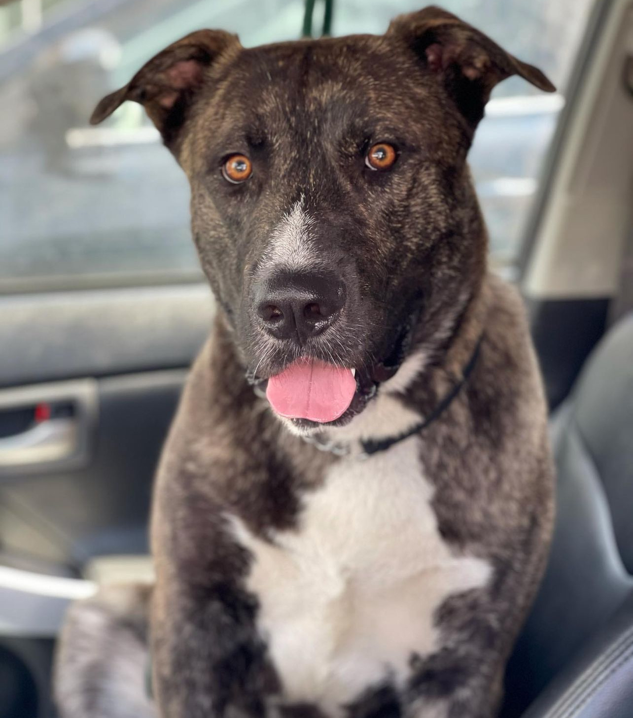 Inigo Montoya, Adoptable, Adult Male Shepherd & Staffordshire Bull Terrier.