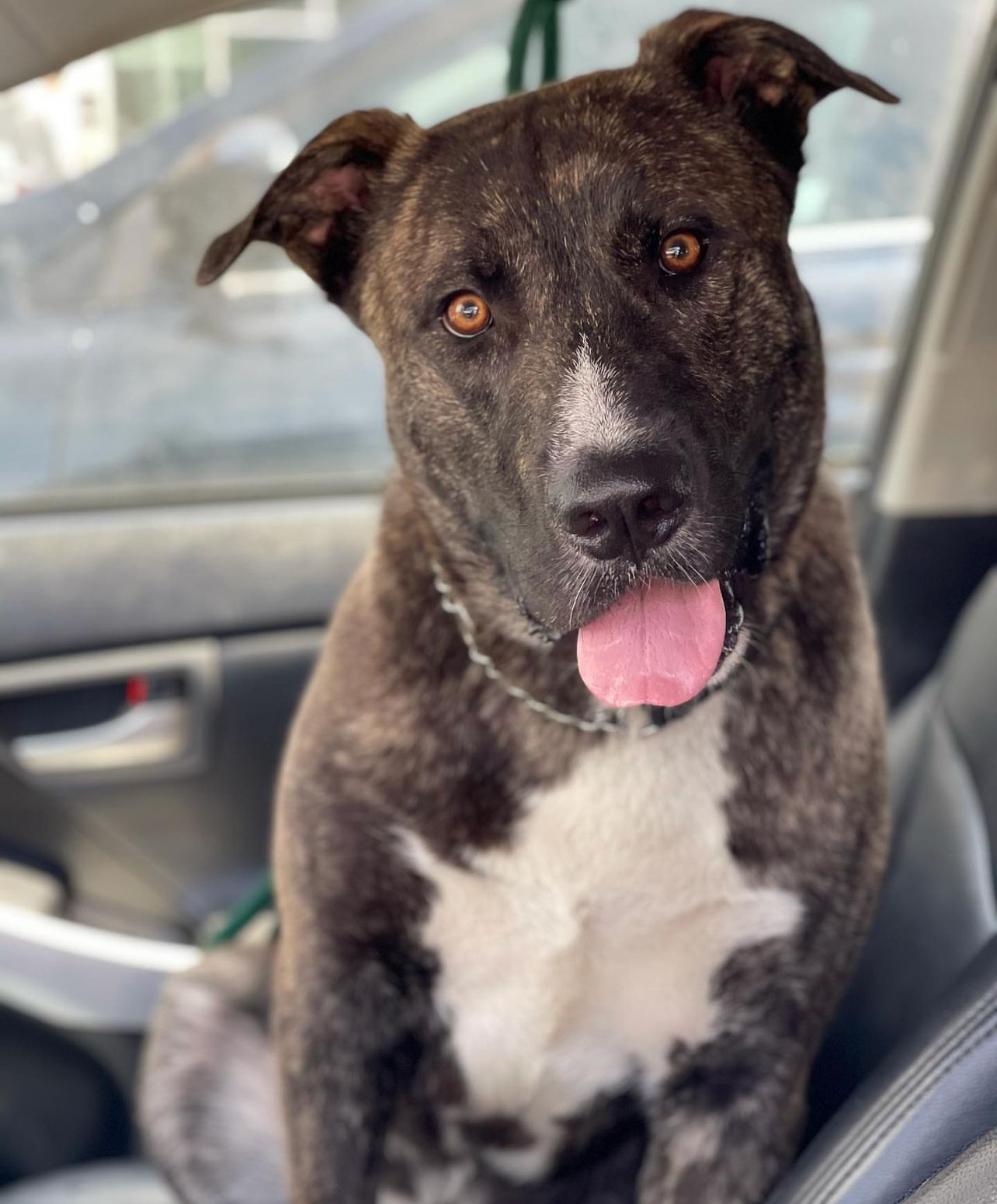 Enlarge Inigo Montoya, a Adoptable mixed breed in Santa Monica, CA image 2/3