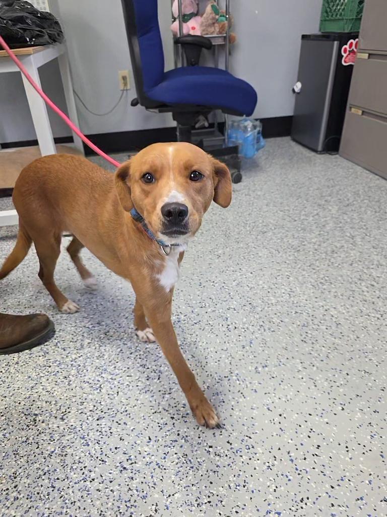 Enlarge Ruby, a Adoptable Mixed Breed in Holbrook, AZ image 1/2