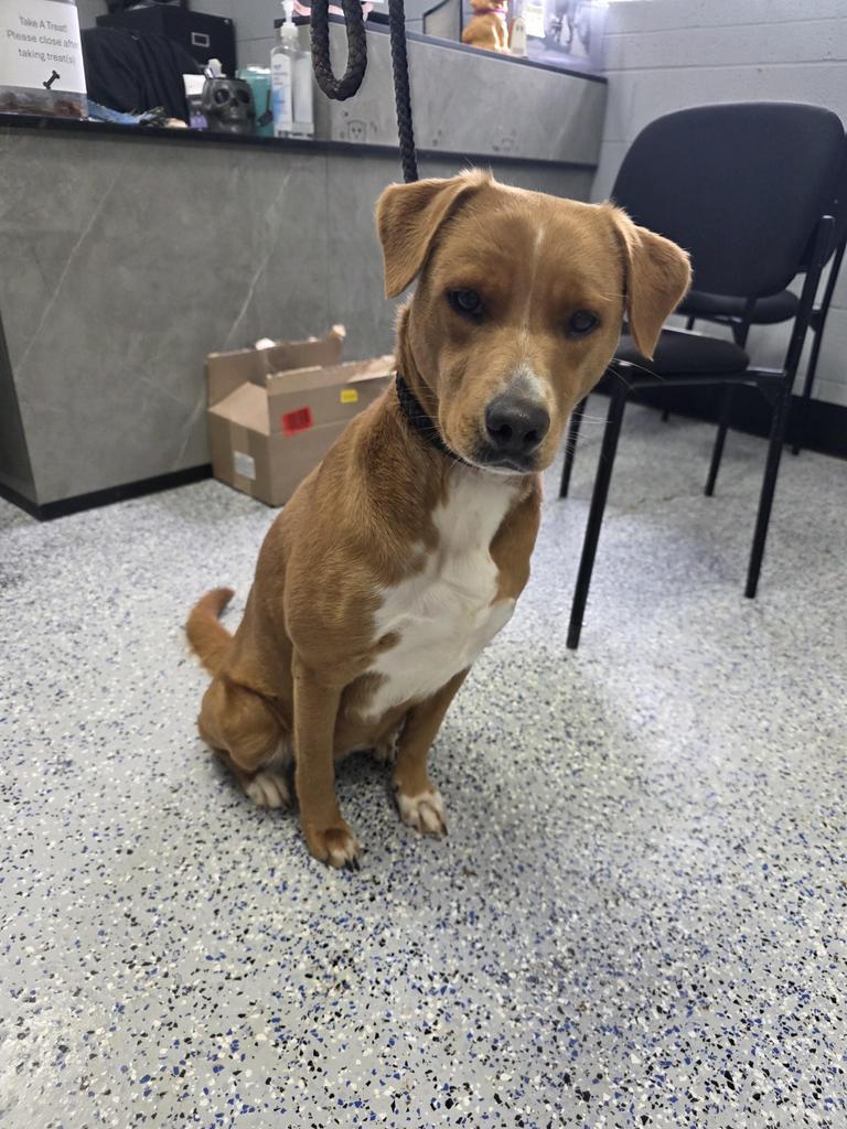 Enlarge Ruby, a Adoptable Mixed Breed in Holbrook, AZ image 2/2
