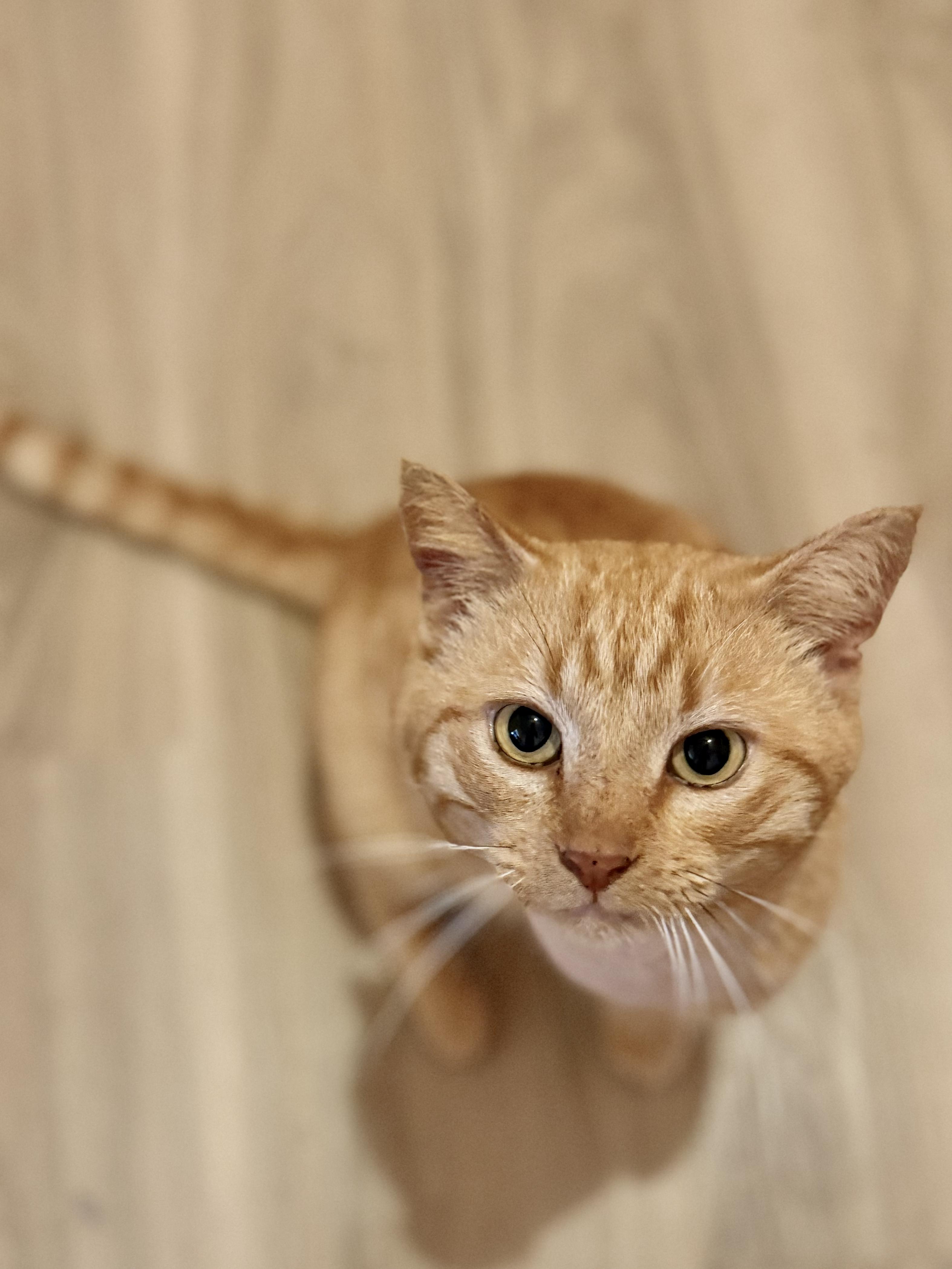 Frankie, ADOPTABLE, Adult Male Domestic Short Hair.