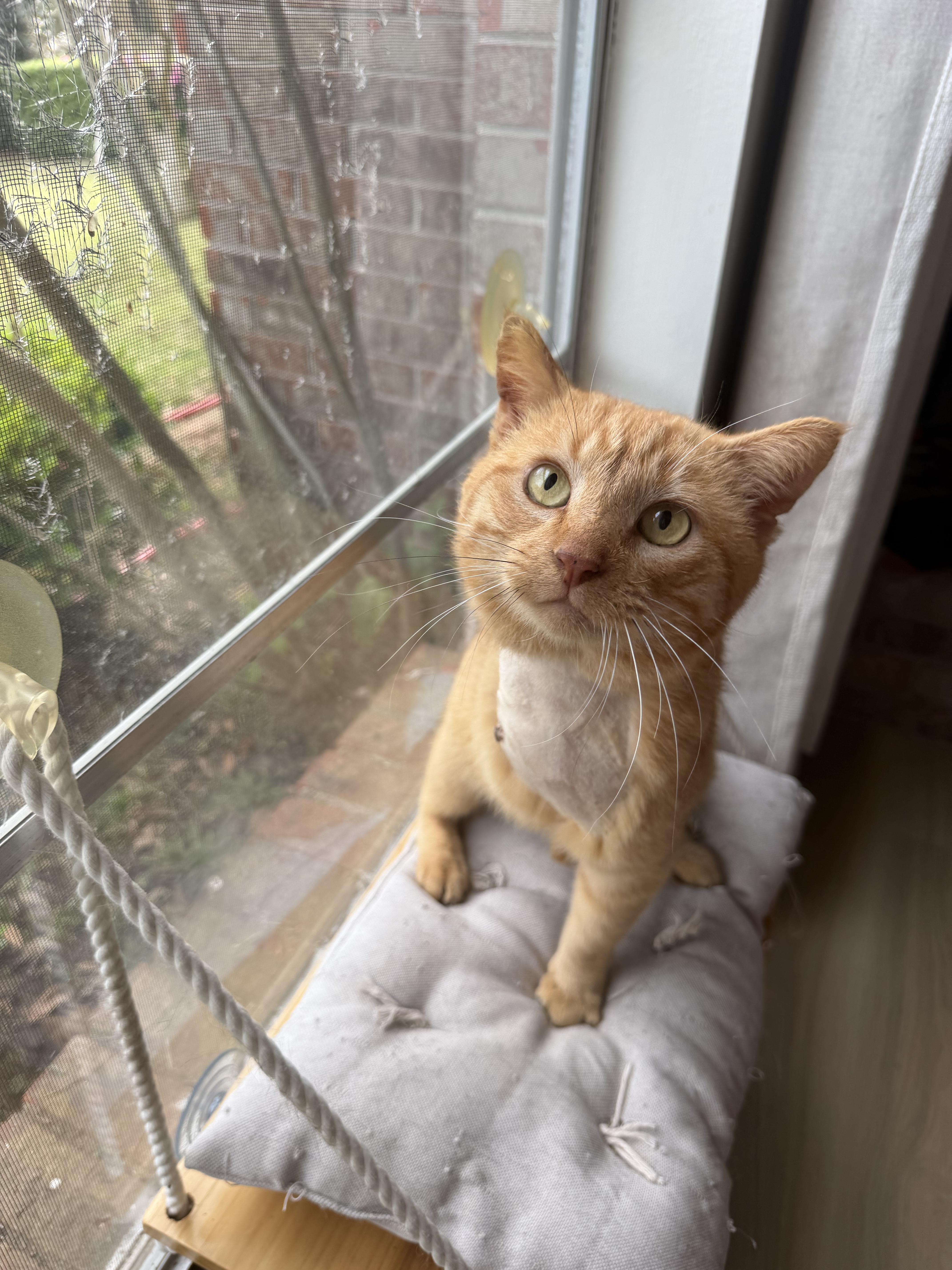 Frankie, a ADOPTABLE Domestic Short Hair in Chickasaw, AL image 2/3