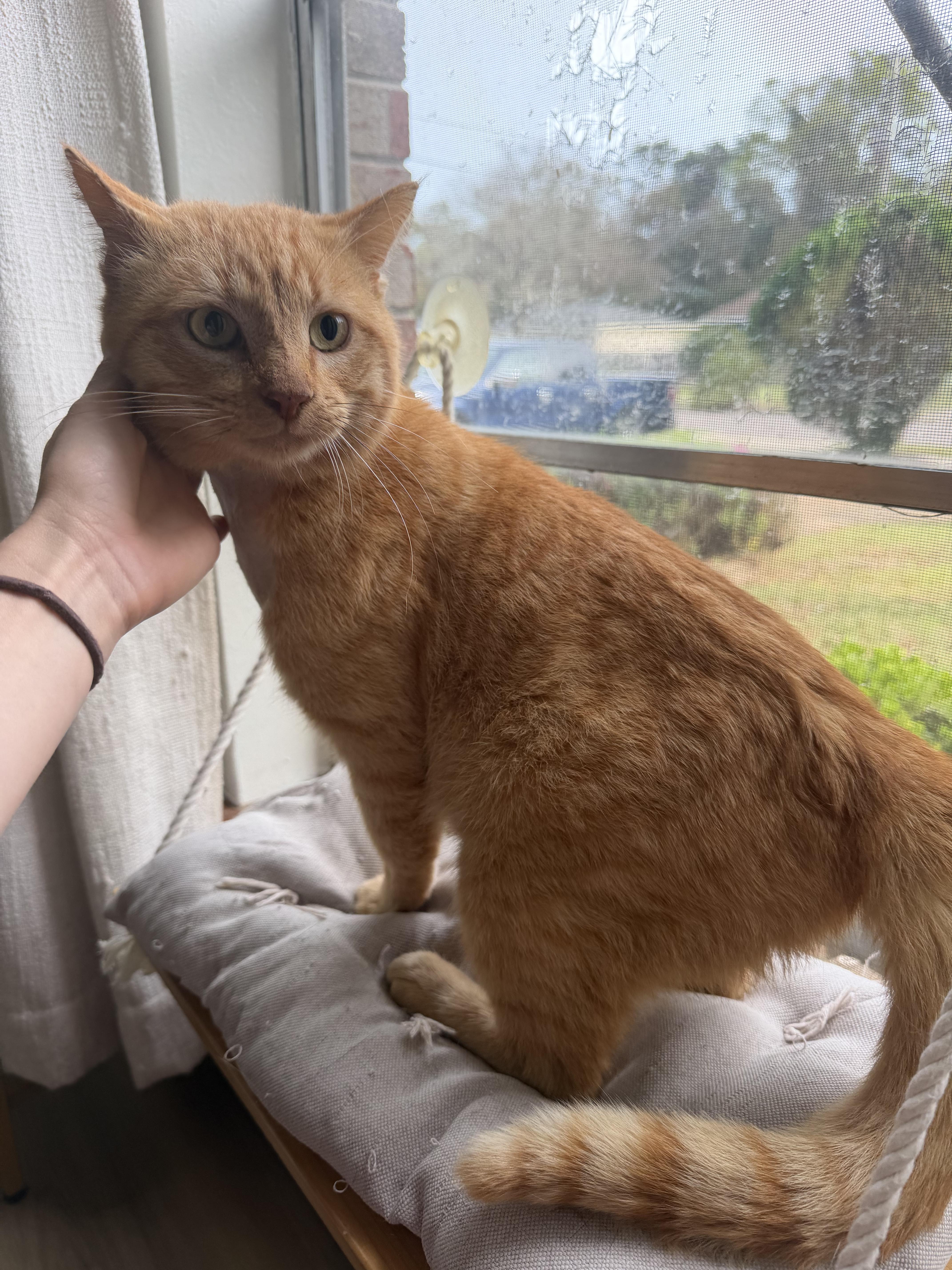 Frankie, a ADOPTABLE Domestic Short Hair in Chickasaw, AL image 3/3