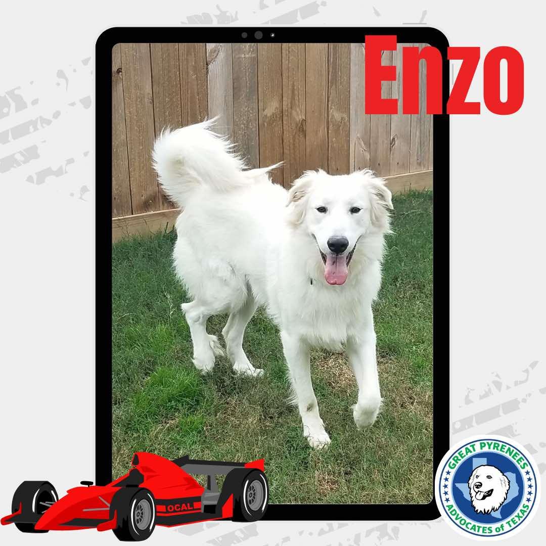 Enlarge Enzo (Enzo Ferrari), a Adopted Great Pyrenees in Houston, TX image 1/3