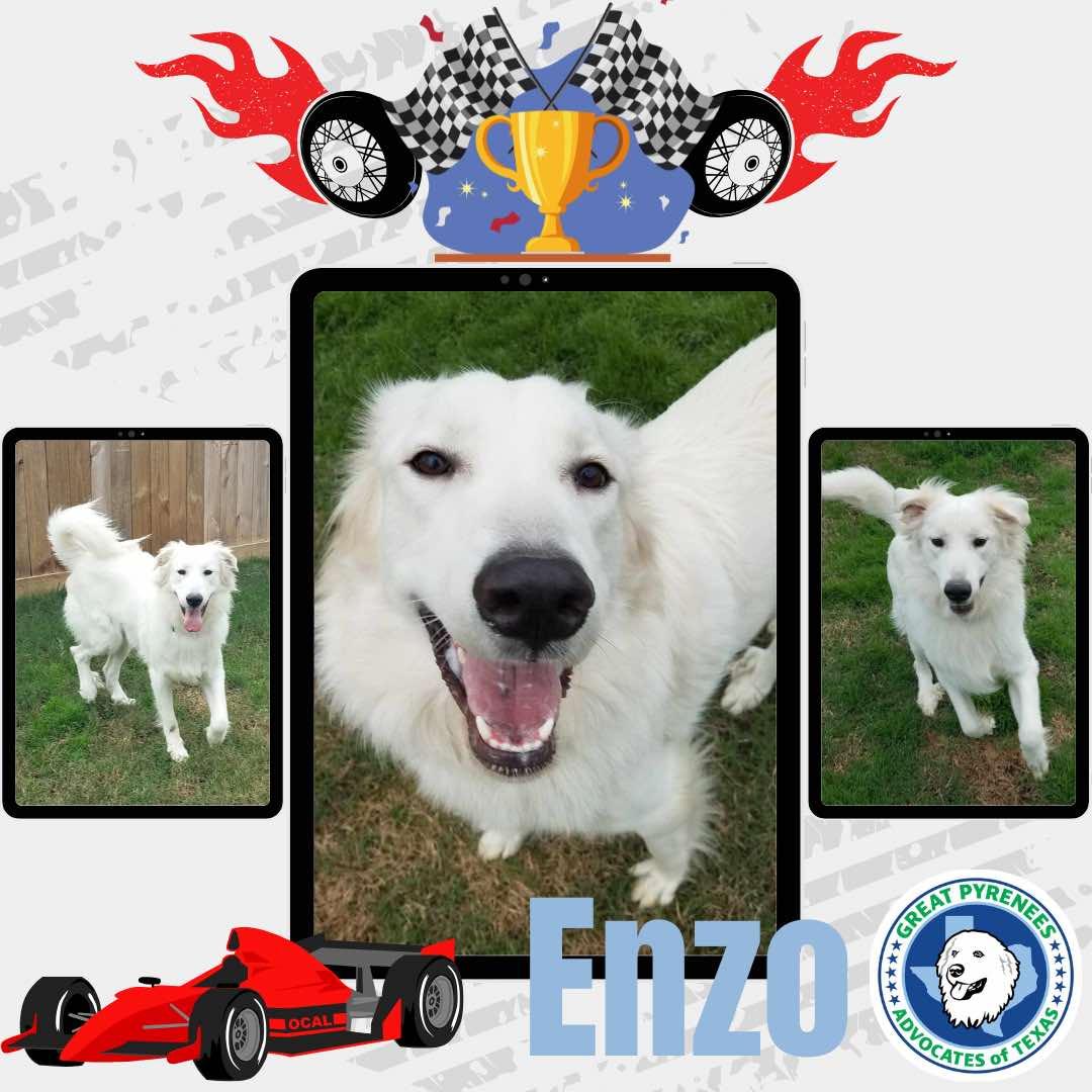 Enlarge Enzo (Enzo Ferrari), a Adopted Great Pyrenees in Houston, TX image 2/3