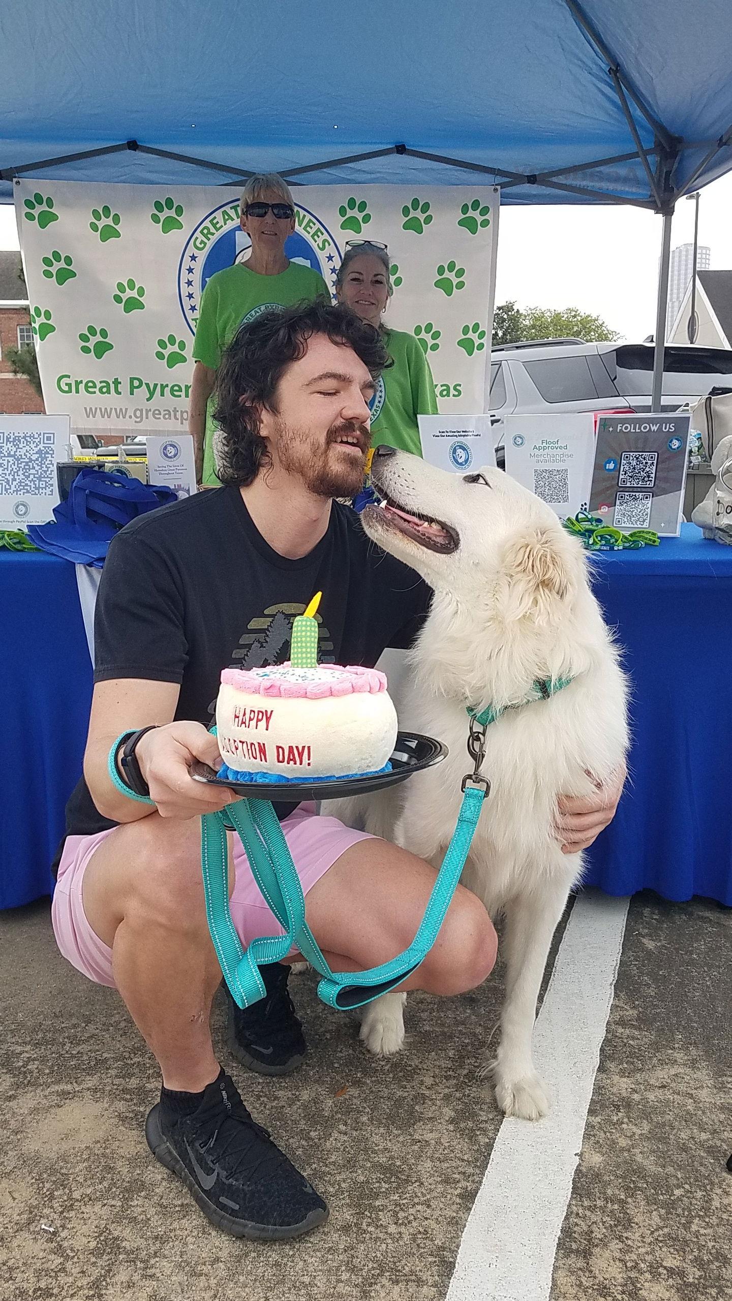 Enlarge Enzo (Enzo Ferrari), a Adopted Great Pyrenees in Houston, TX image 3/3