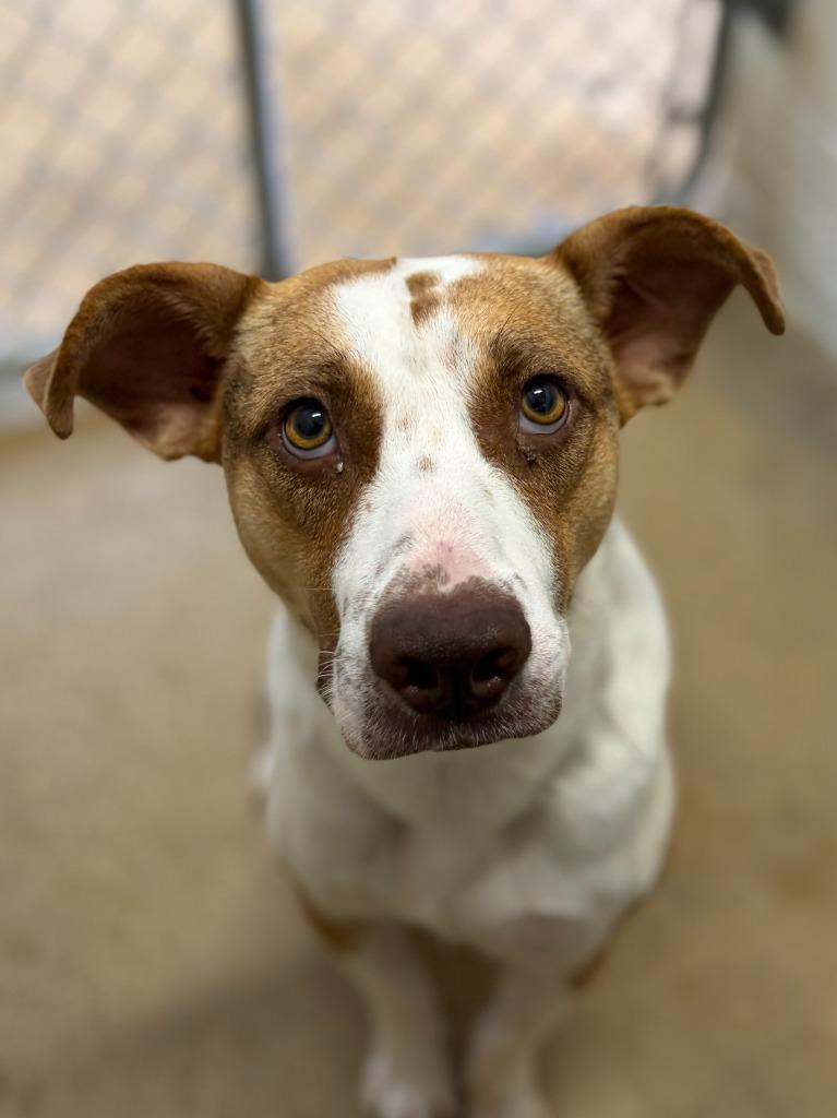 Clara Belle, Adoptable, Adult Female Anatolian Shepherd & Mixed Breed.