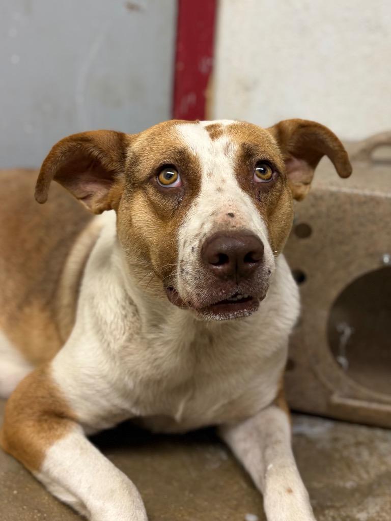 Enlarge Clara Belle, a Adoptable mixed breed in Lockhart, TX image 2/3