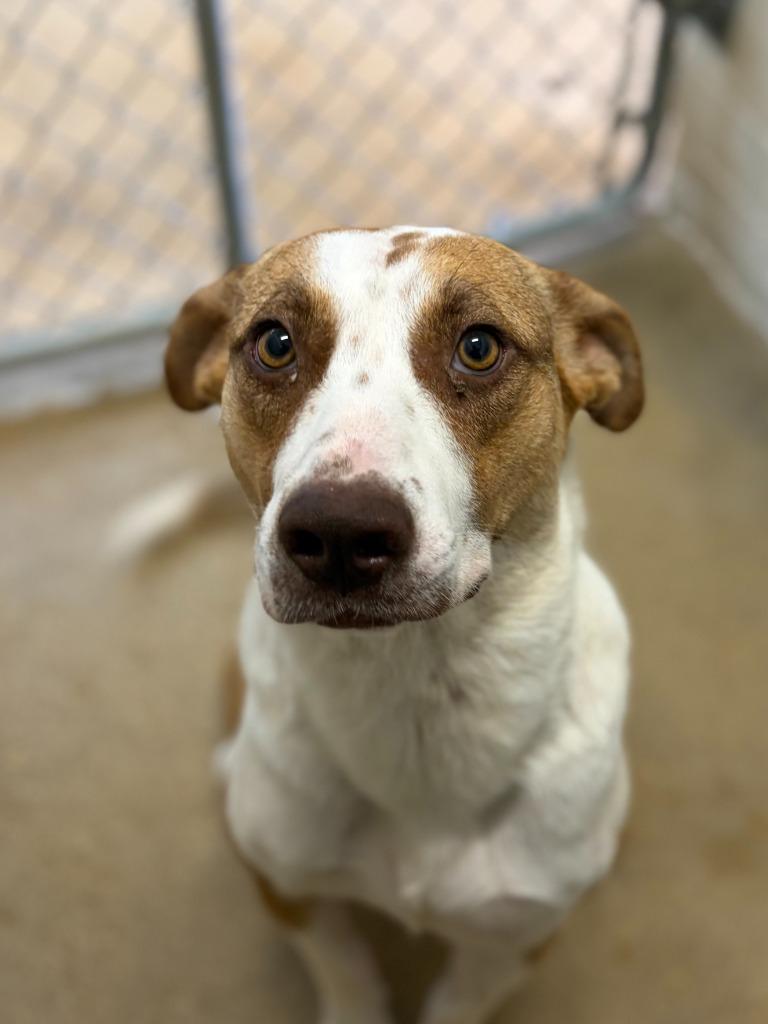 Enlarge Clara Belle, a Adoptable mixed breed in Lockhart, TX image 3/3