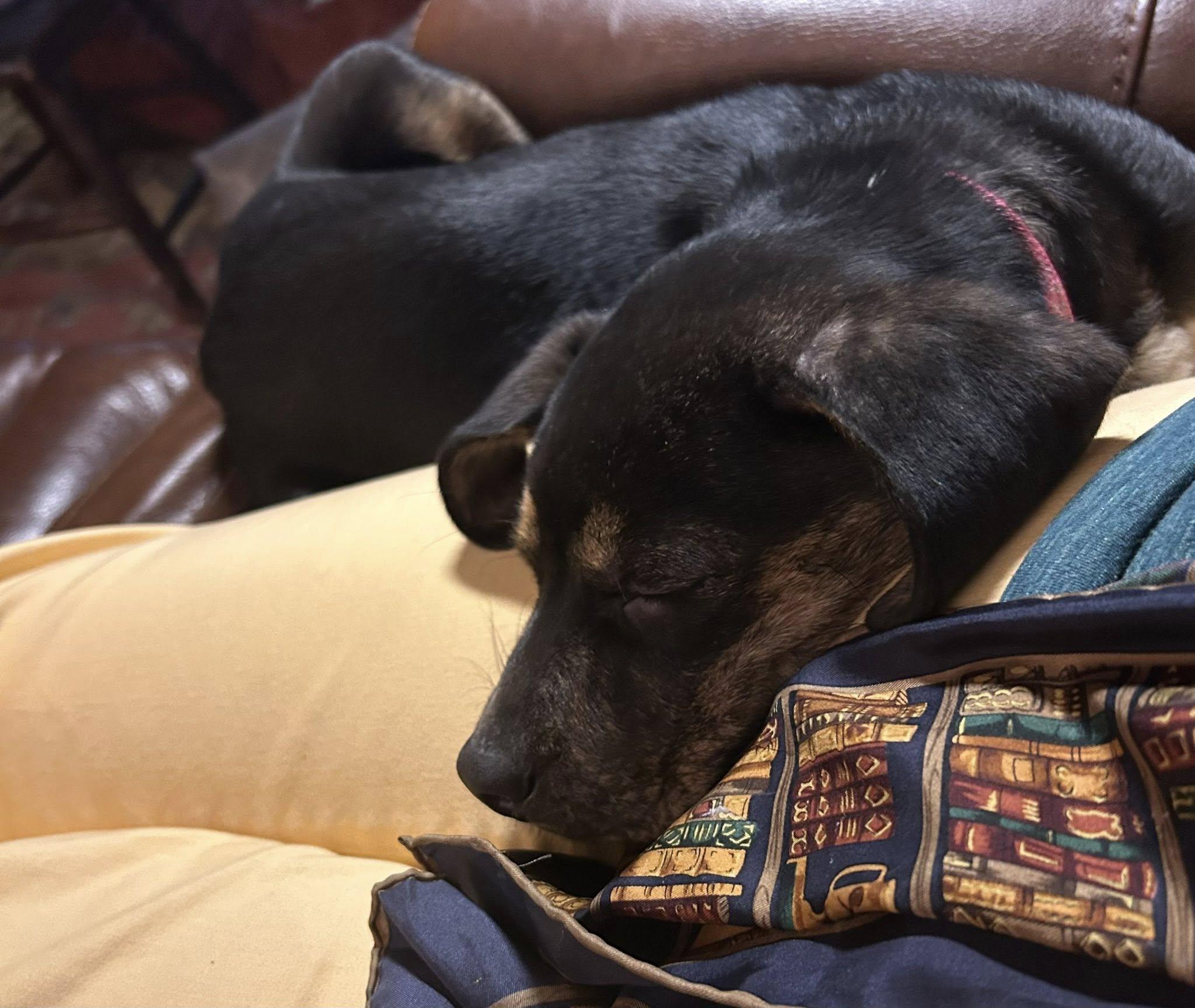 Enlarge Maria, a Adoptable mixed breed in Chestertown, MD image 5/6