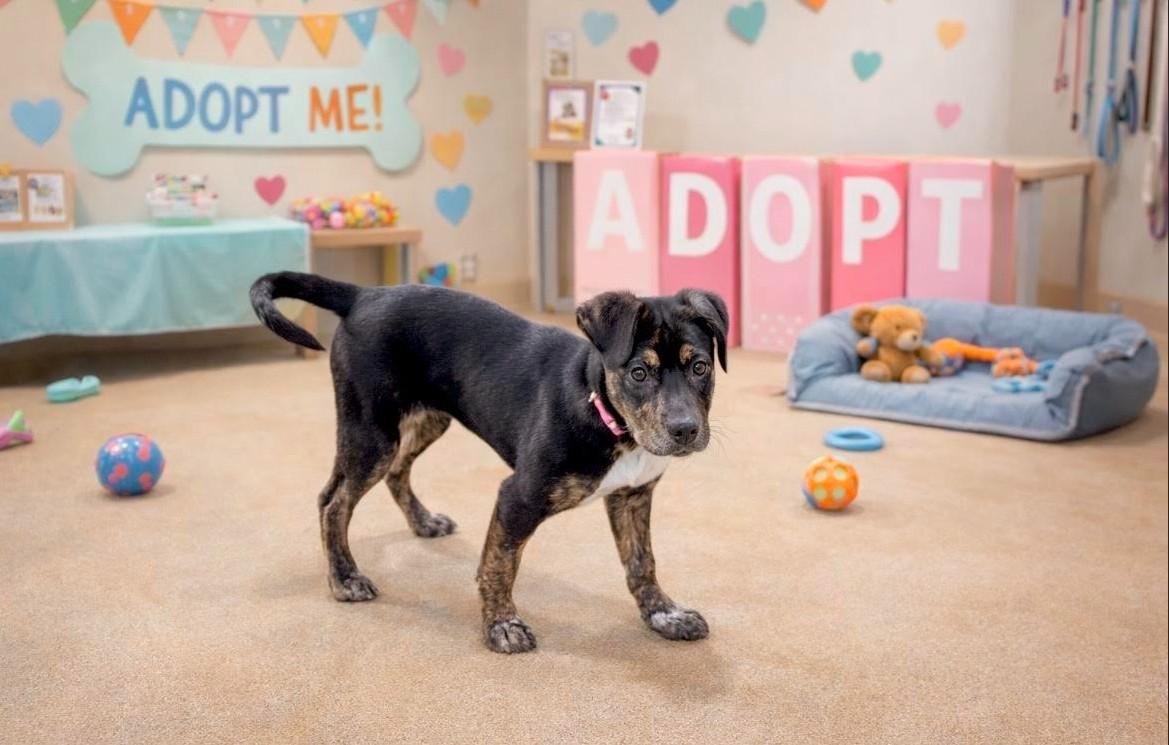 Maria, Adoptable, Puppy Female Hound.