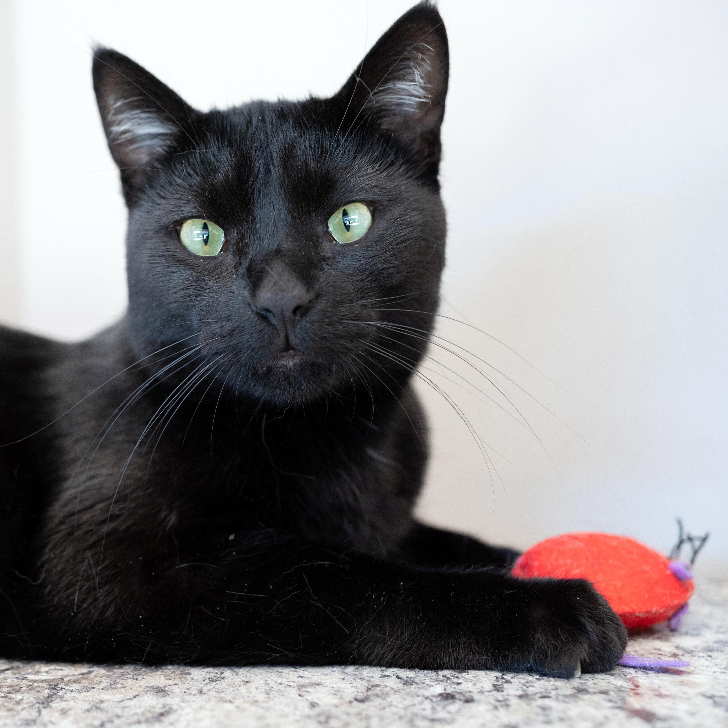 Enlarge Merlin, a Adoptable Domestic Short Hair in Chicago, IL image 4/6
