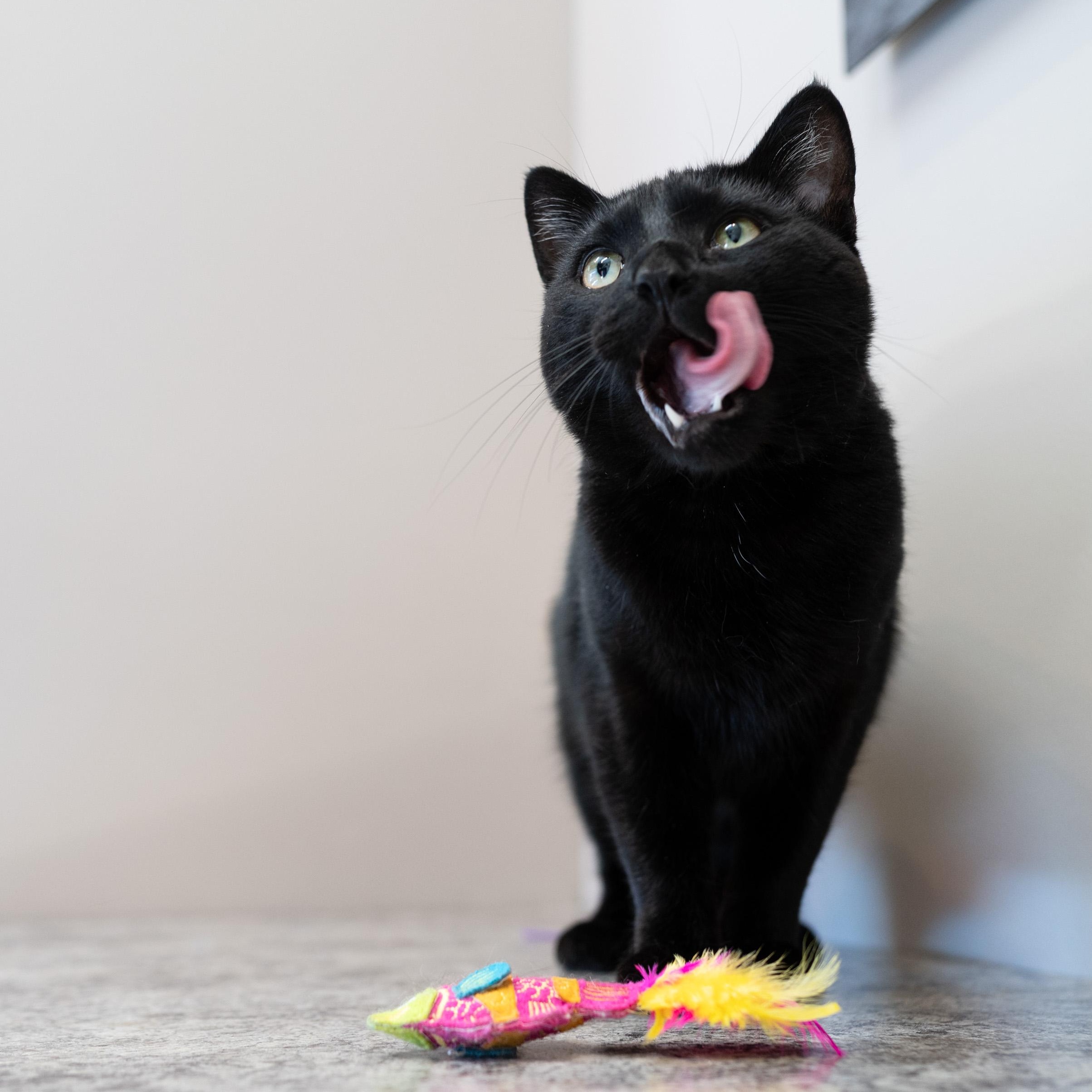 Enlarge Merlin, a Adoptable Domestic Short Hair in Chicago, IL image 2/6