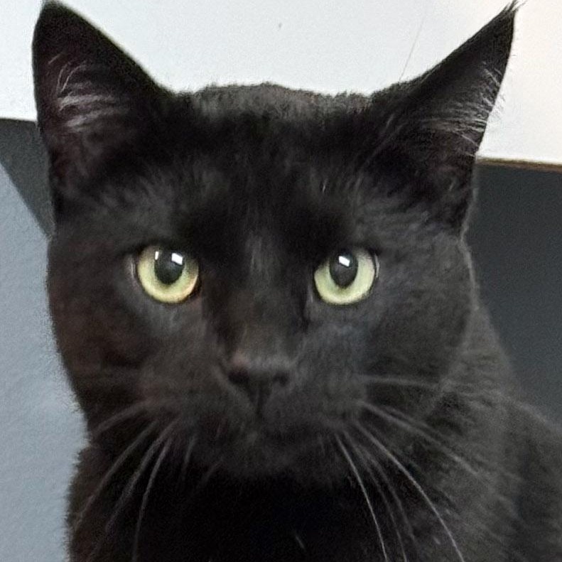 Enlarge Merlin, a Adoptable Domestic Short Hair in Chicago, IL image 1/6