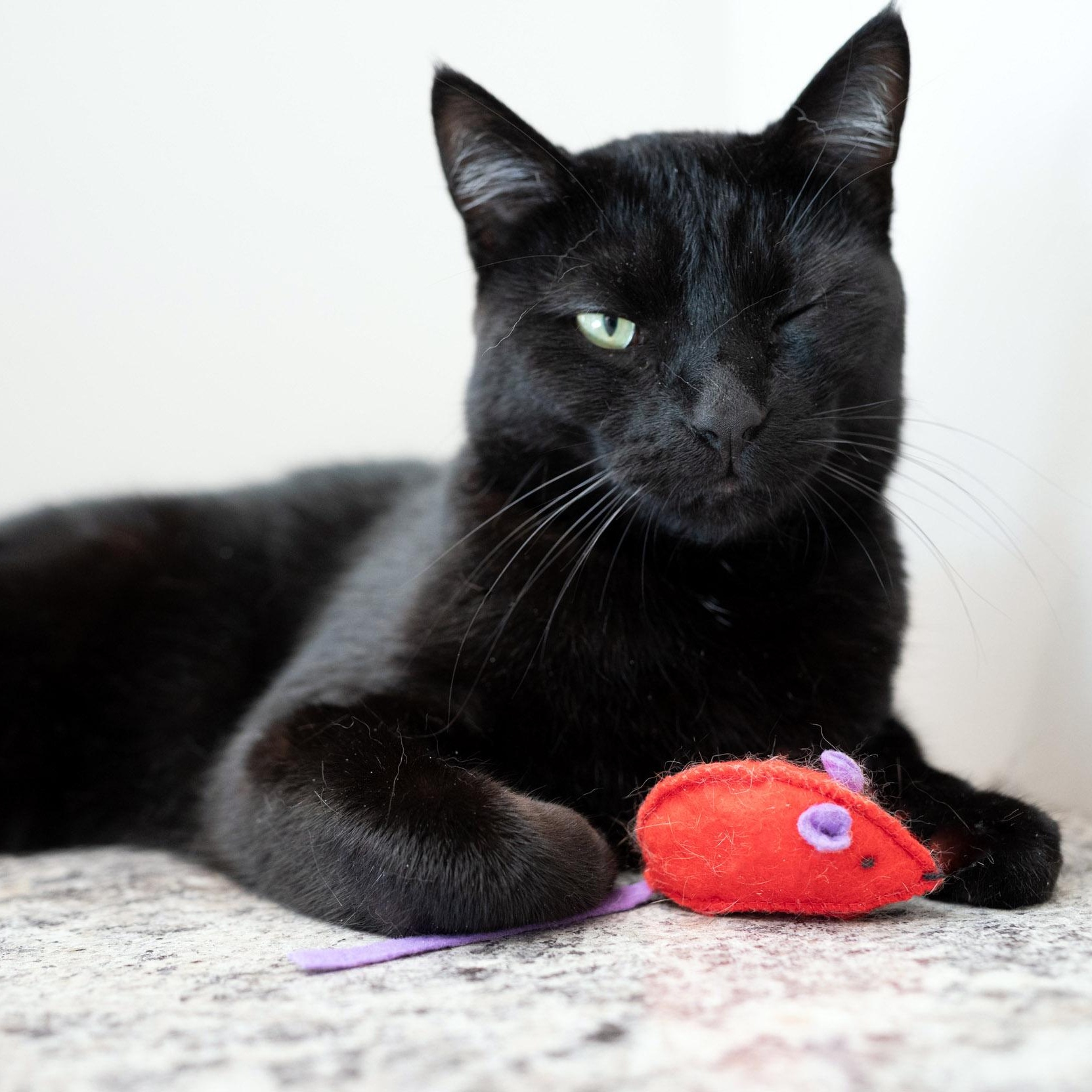 Enlarge Merlin, a Adoptable Domestic Short Hair in Chicago, IL image 6/6