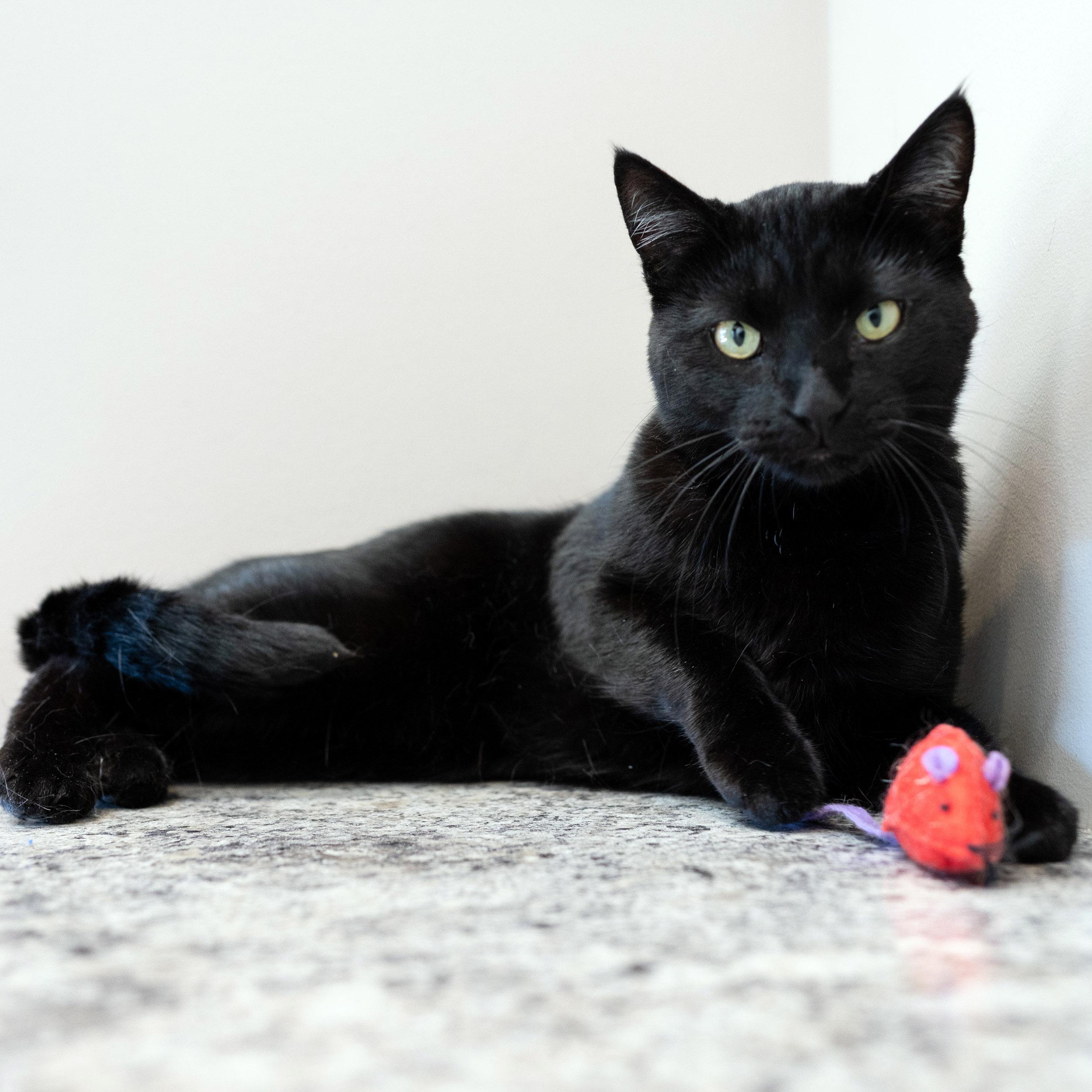 Enlarge Merlin, a Adoptable Domestic Short Hair in Chicago, IL image 3/6