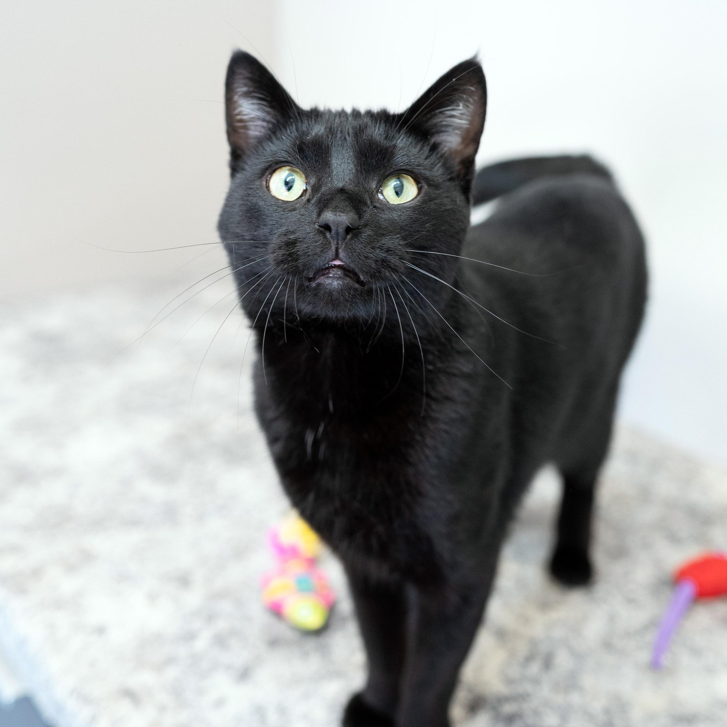 Enlarge Merlin, a Adoptable Domestic Short Hair in Chicago, IL image 5/6