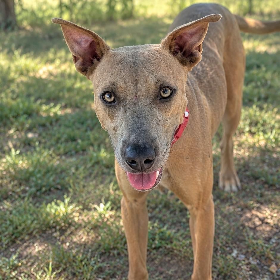 Enlarge Goldie, a Adoptable mixed breed in Buchanan Dam, TX image 1/2