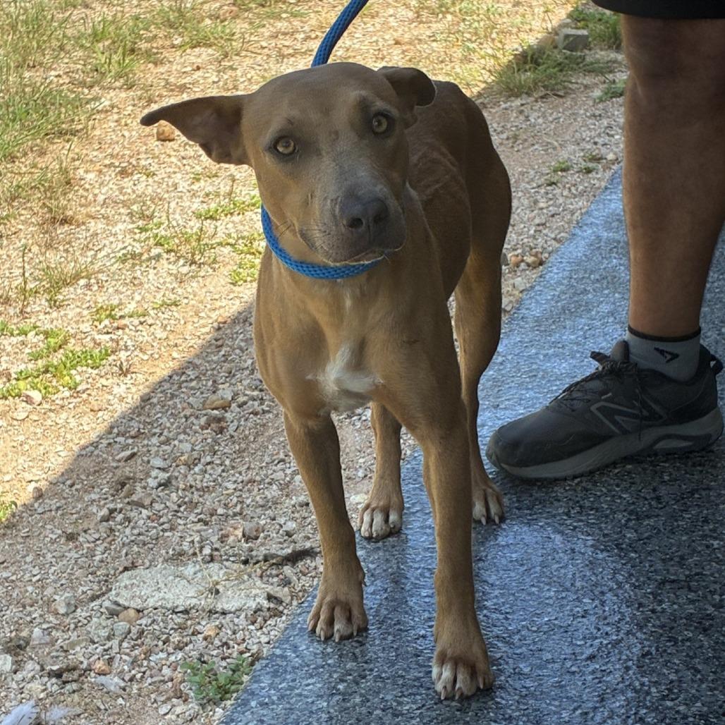 Enlarge Goldie, a Adoptable mixed breed in Buchanan Dam, TX image 2/2