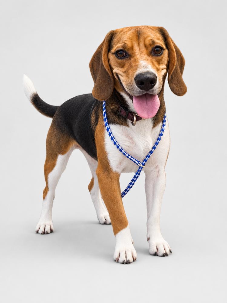 Banjo, Adoptable, Adult Male Beagle.