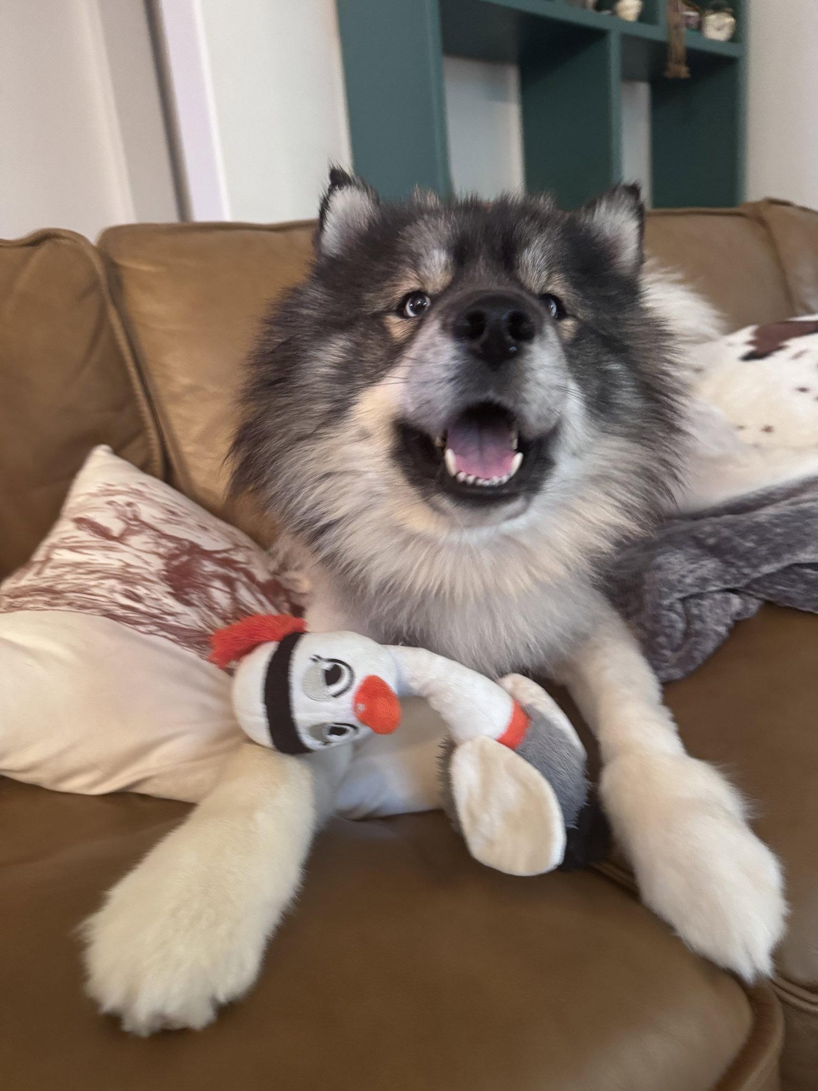 Cosmo, Adoptable, Adult Male Siberian Husky.