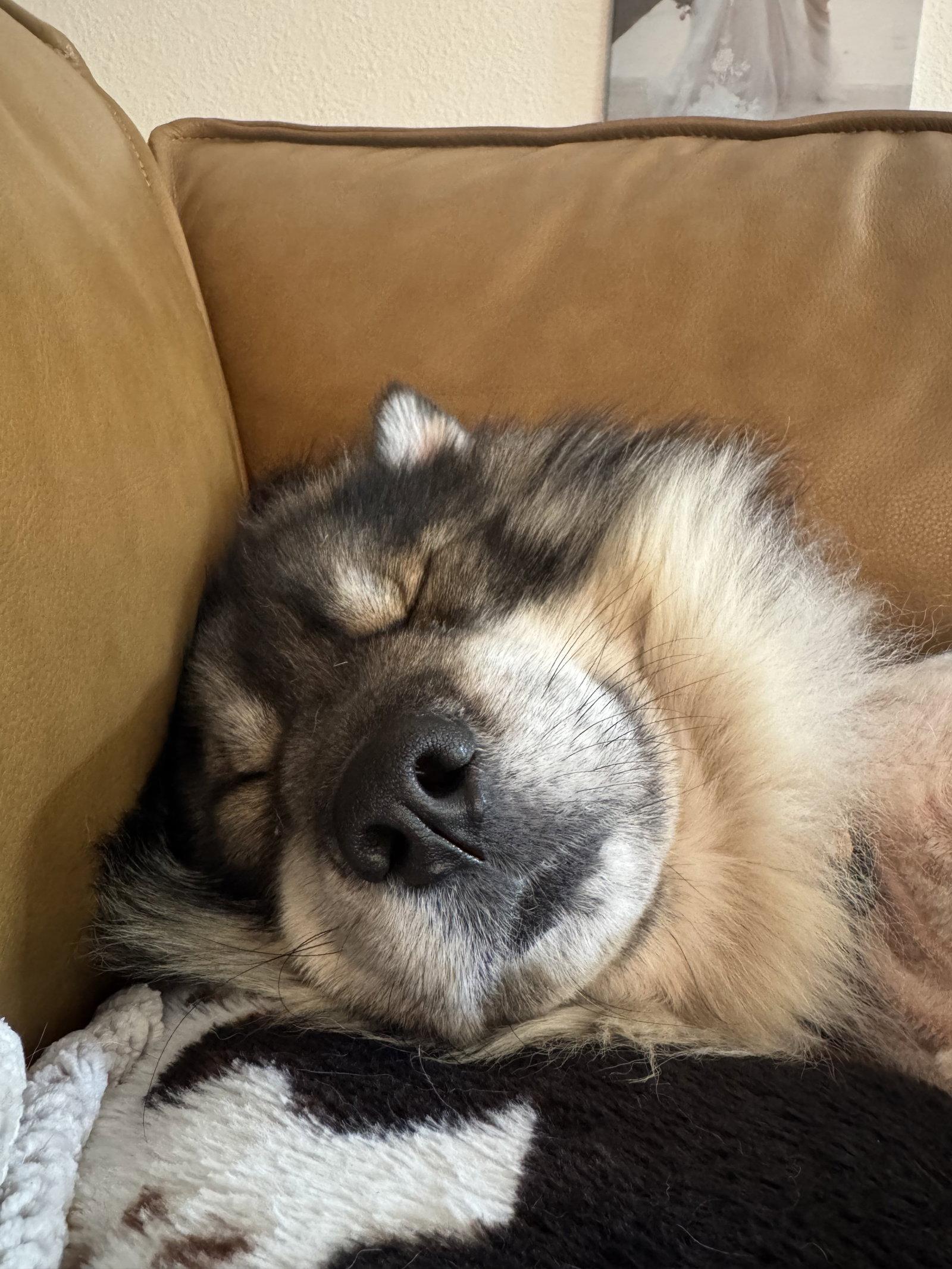 Cosmo, a Adoptable Siberian Husky in Carrollton, TX image 2/3