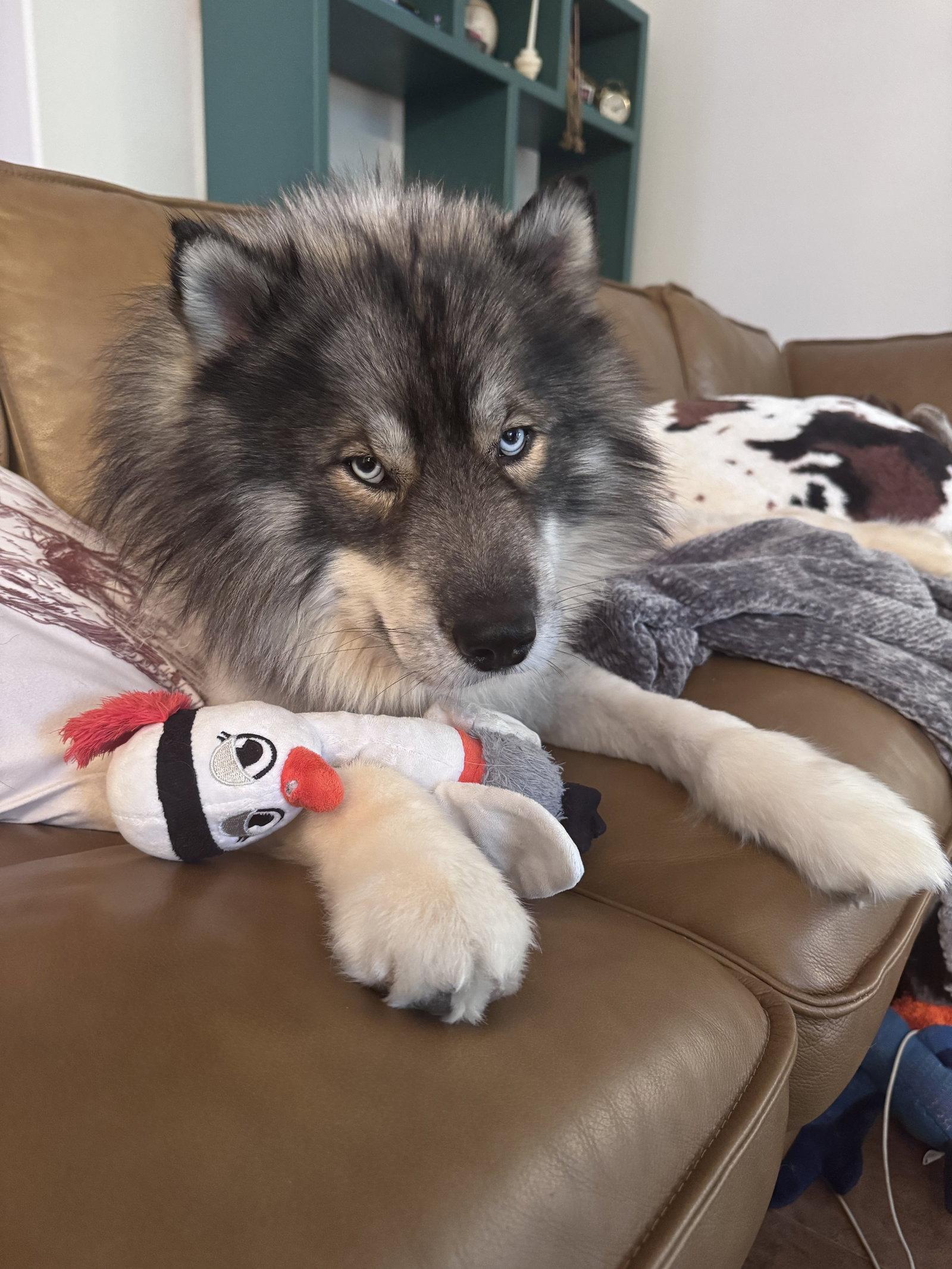 Cosmo, a Adoptable Siberian Husky in Carrollton, TX image 3/3