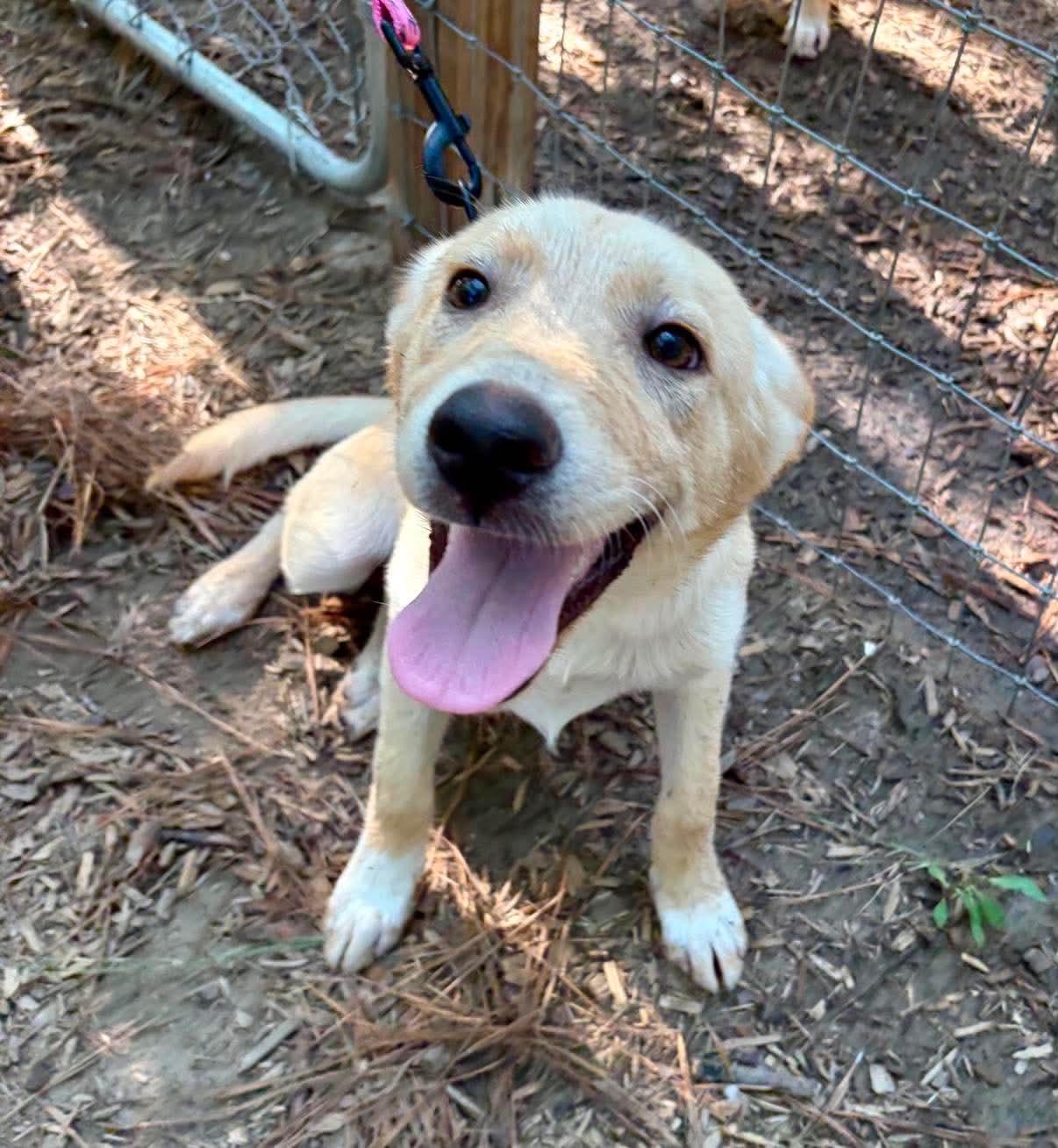 Bo, a ADOPTABLE mixed breed in Wando, SC image 2/3