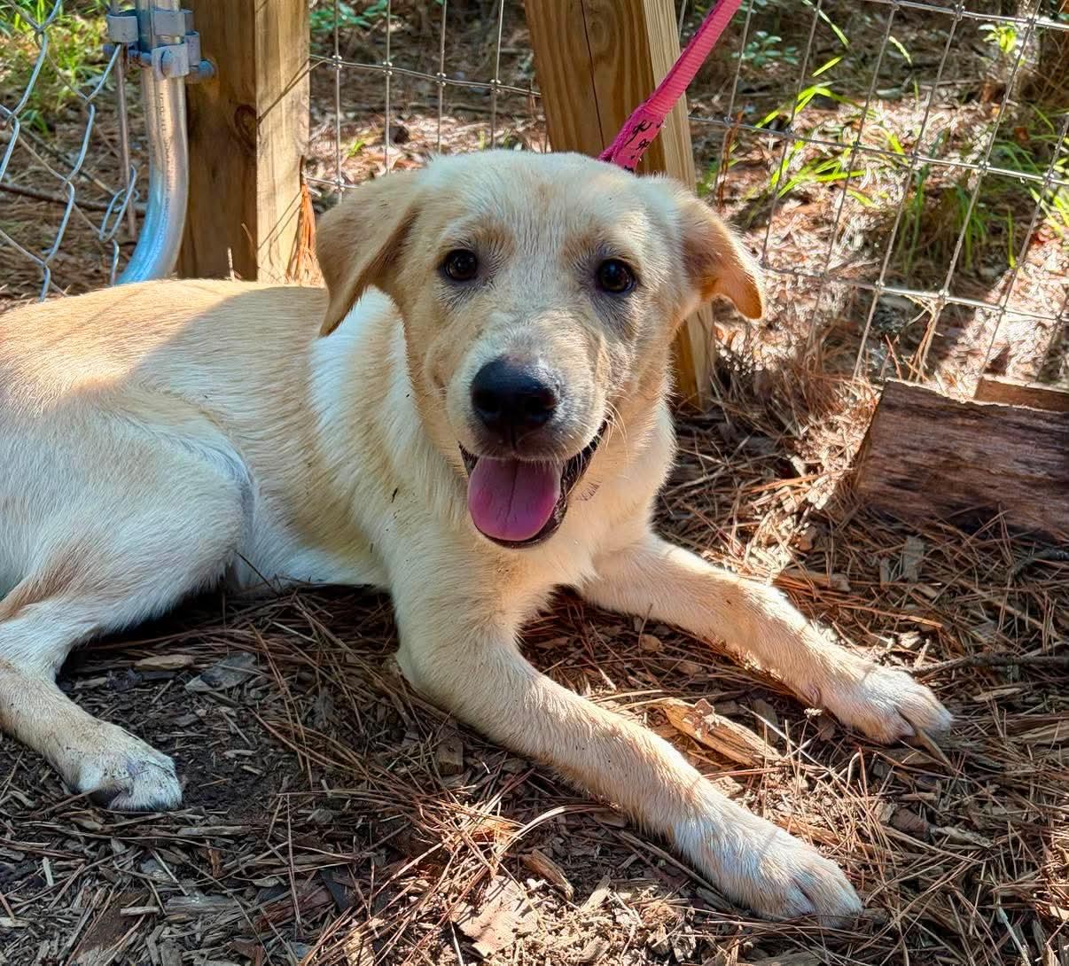 Bo, ADOPTABLE, Puppy Male Labrador Retriever & Husky.