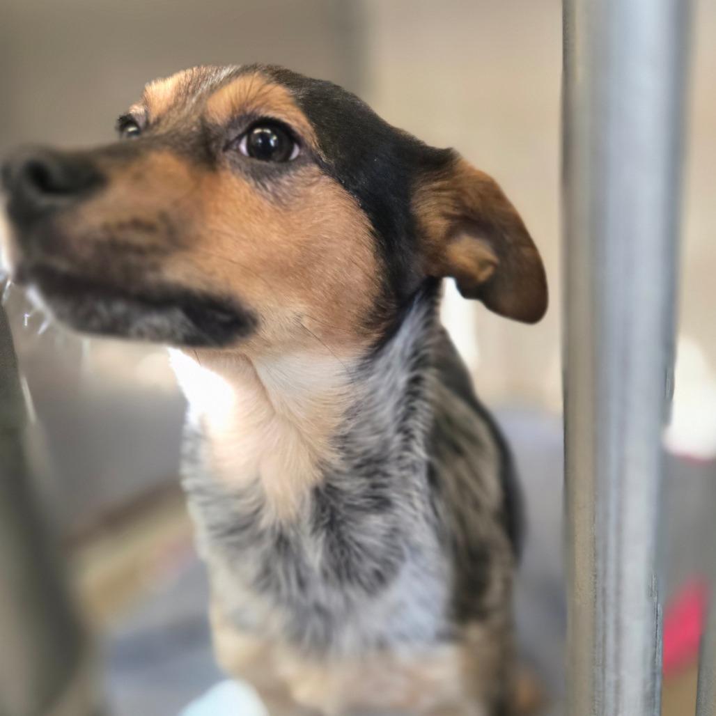 Gale, Adoptable, Puppy Male Beagle & Australian Cattle Dog / Blue Heeler.