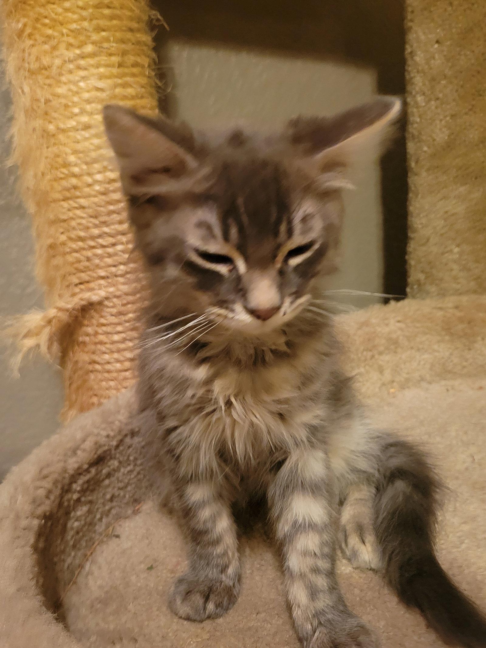 Enlarge Captain Flint, a Adoptable mixed breed in Glendale, AZ image 1/2