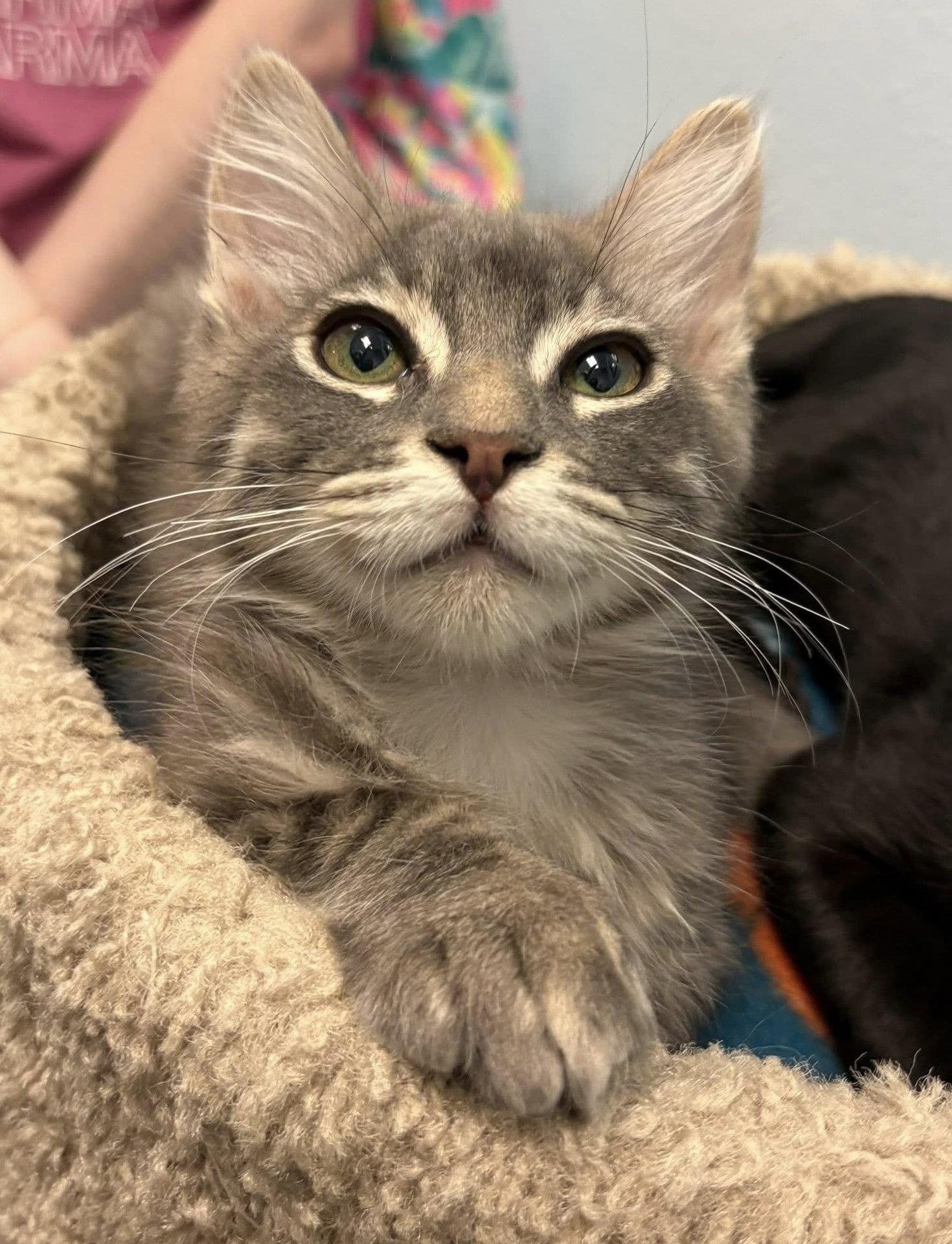 Enlarge Captain Flint, a Adoptable mixed breed in Glendale, AZ image 2/2