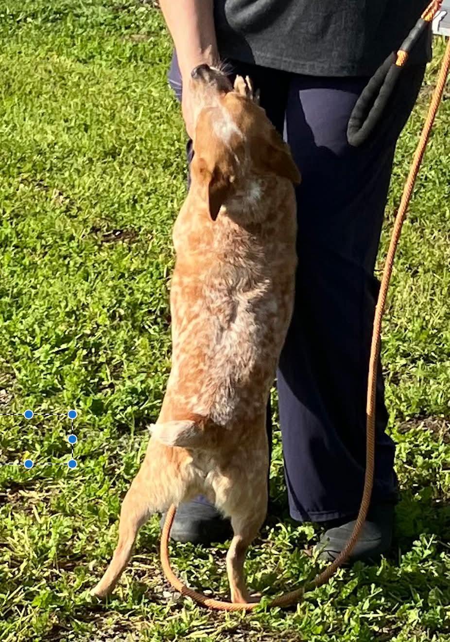 Enlarge Mika, a ADOPTABLE Cattle Dog in Woodland, CA image 2/2