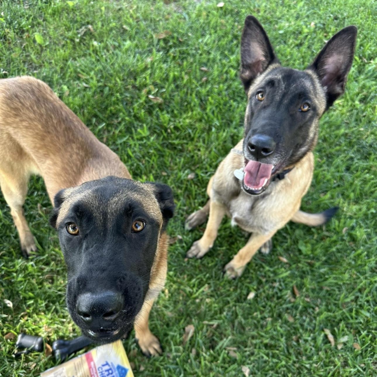 Enlarge Mars and Jupiter, a Adoptable Belgian Shepherd / Malinois in Santa Monica, CA image 2/4
