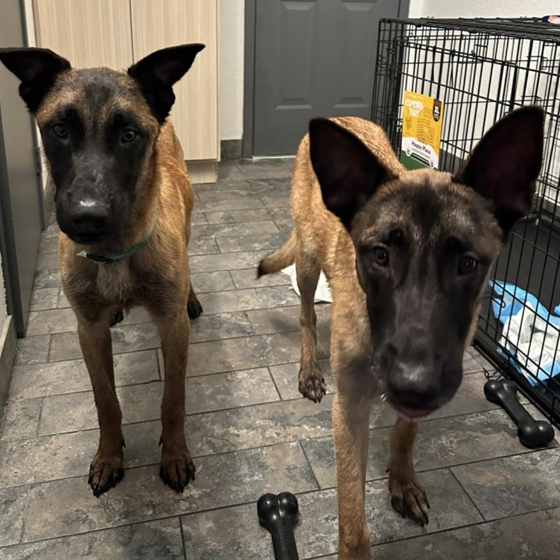 Enlarge Mars and Jupiter, a Adoptable Belgian Shepherd / Malinois in Santa Monica, CA image 3/4